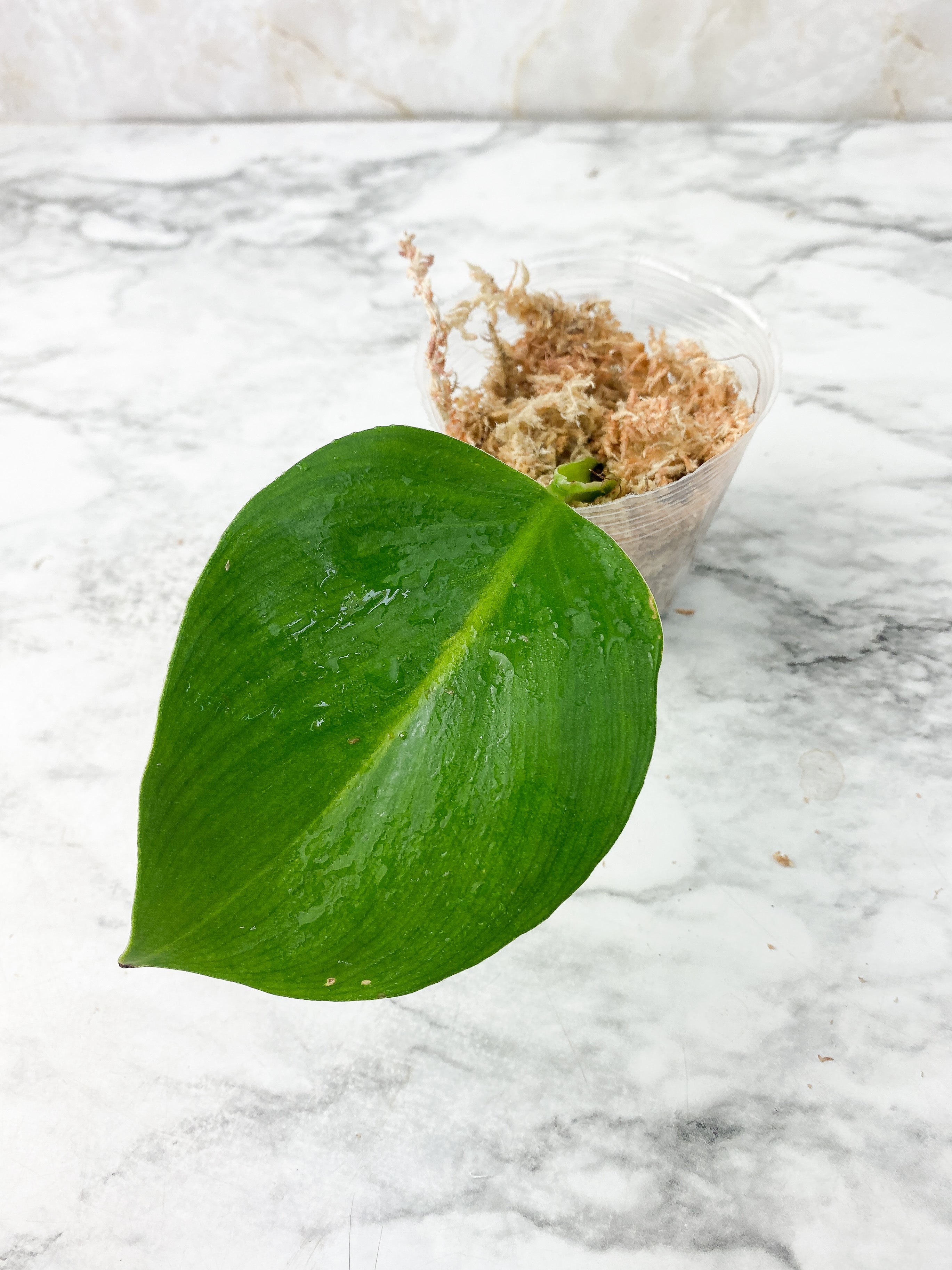 Reserved: Philodendron White Wizard Rooting