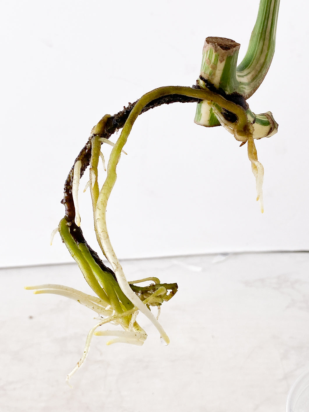 Monstera Albo White Tiger 1 leaf rooting