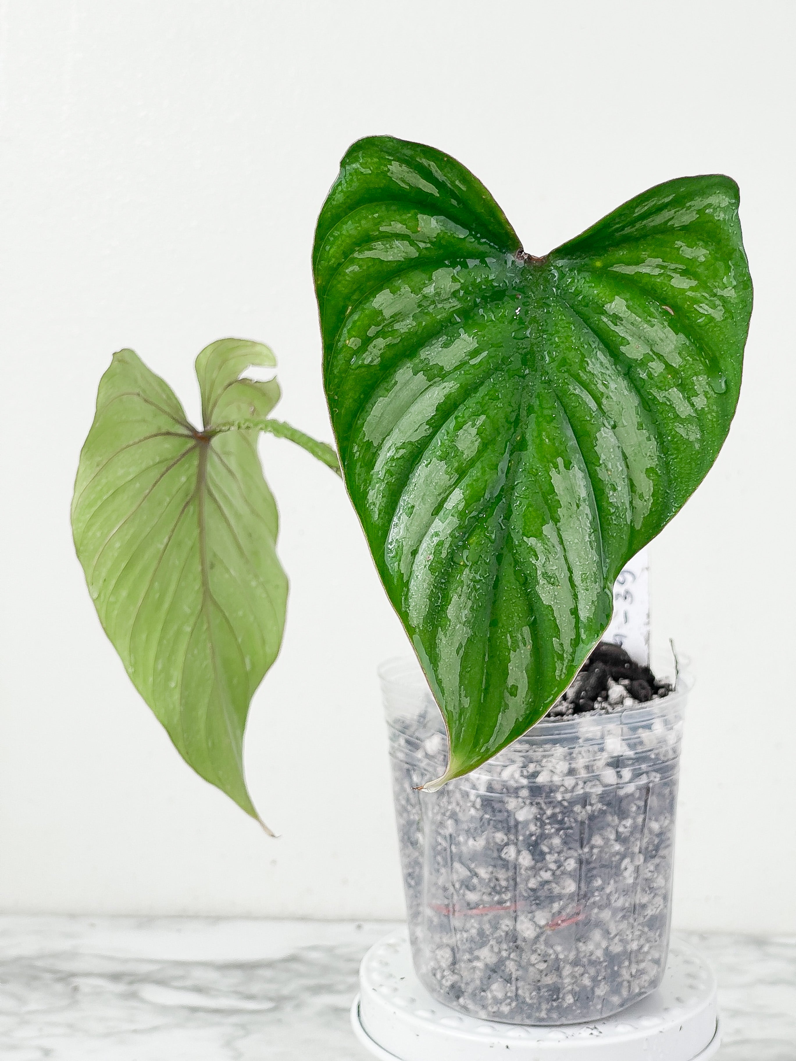 Philodendron Mamei Silver Cloud  rooted 2 leaves