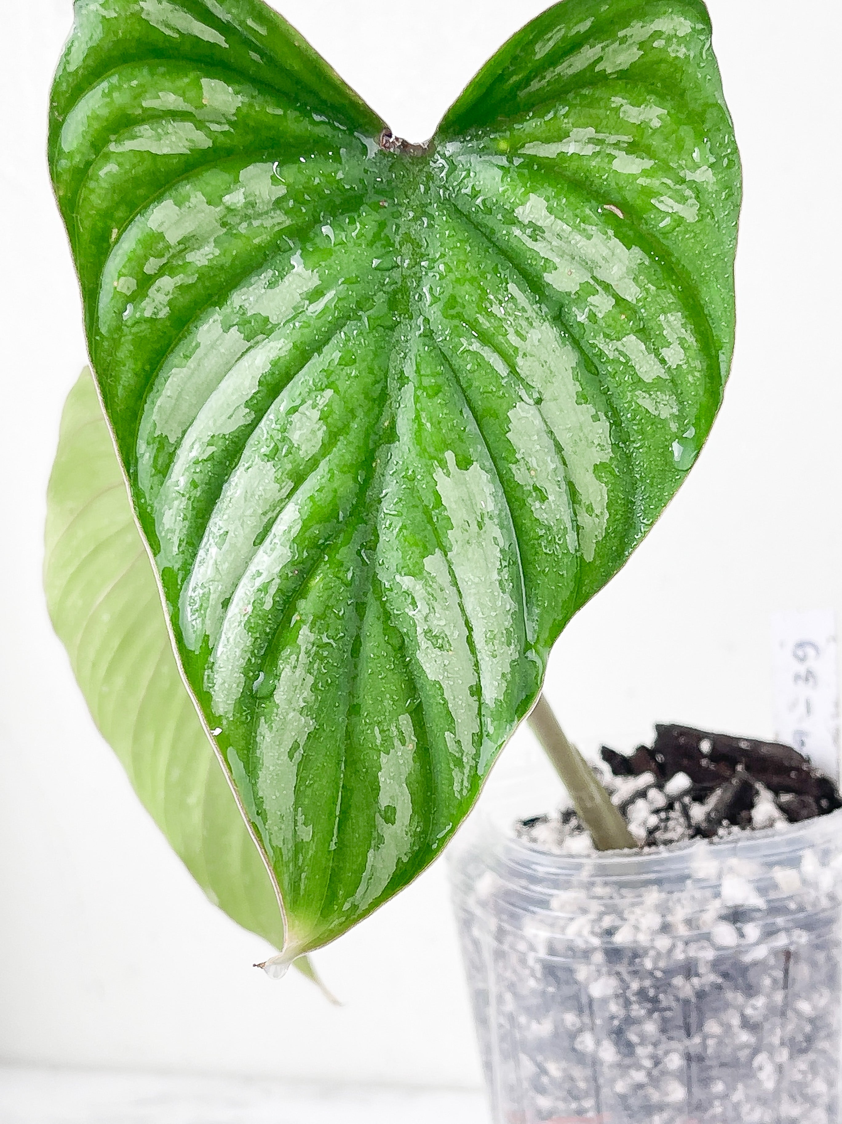 Philodendron Mamei Silver Cloud  rooted 2 leaves