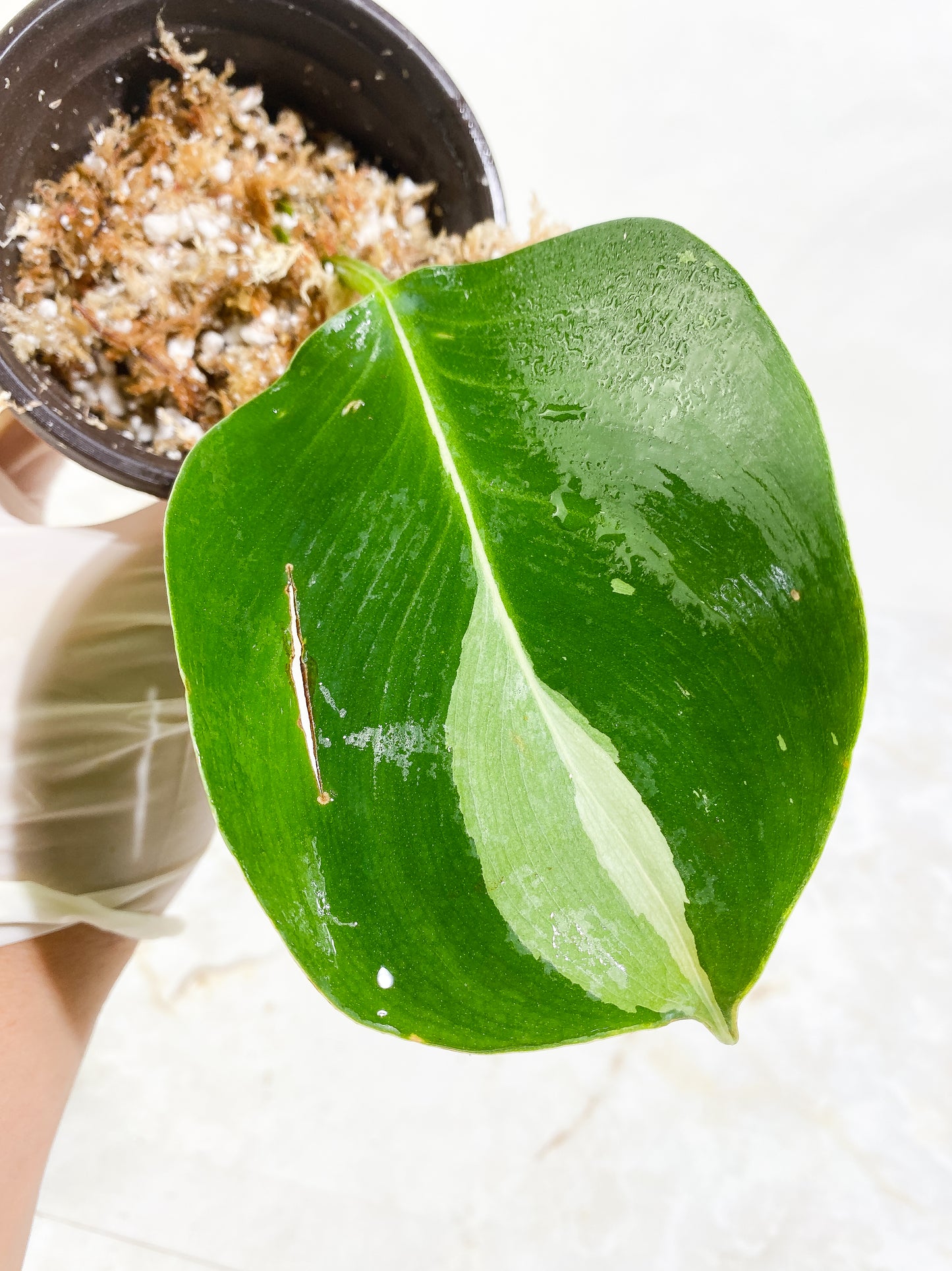 Philodendron White Wizard Slightly Rooted