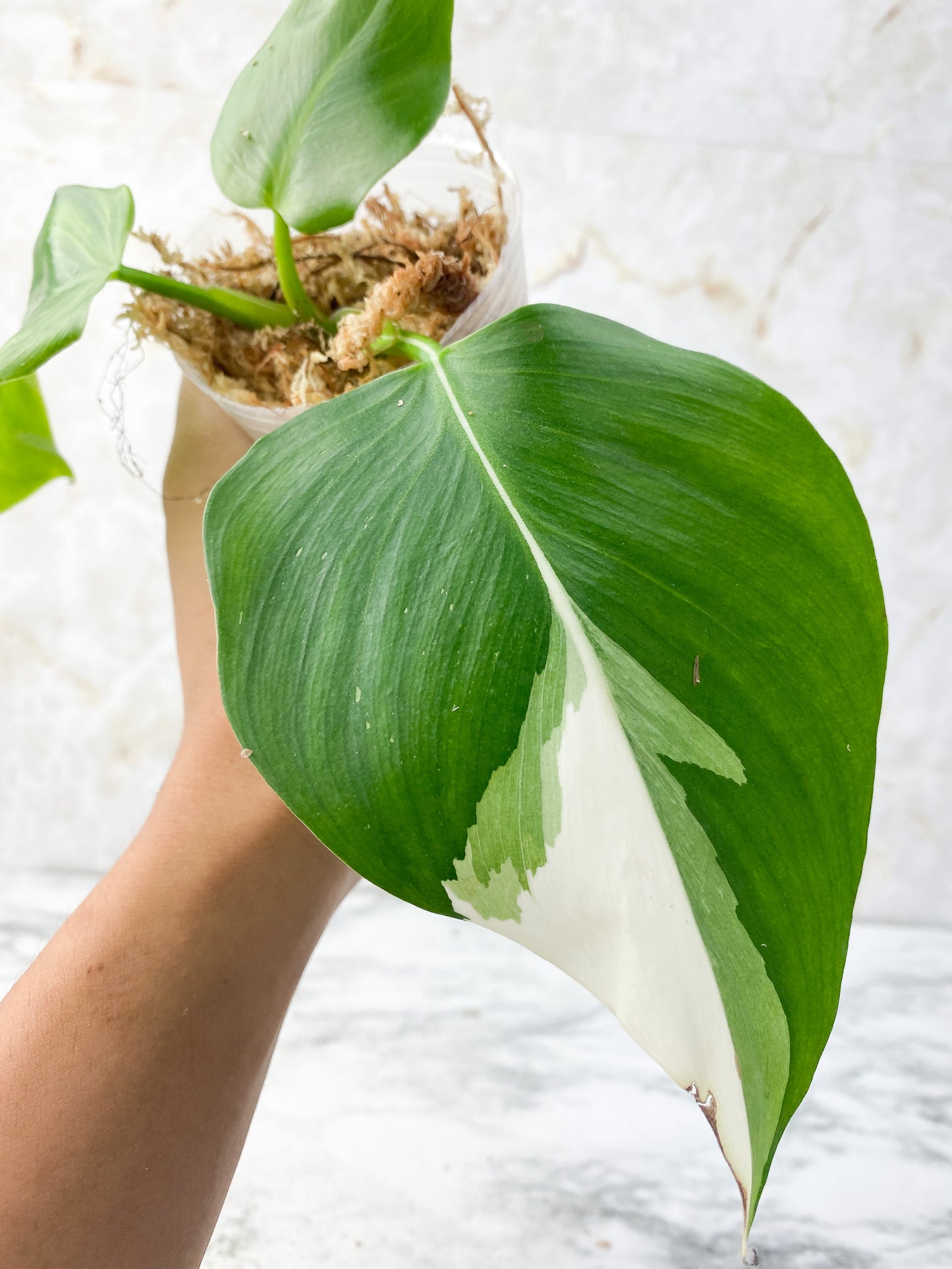 Reserved: Philodendron White Wizard Rooting Top cutting 3 leaves. highly variegated