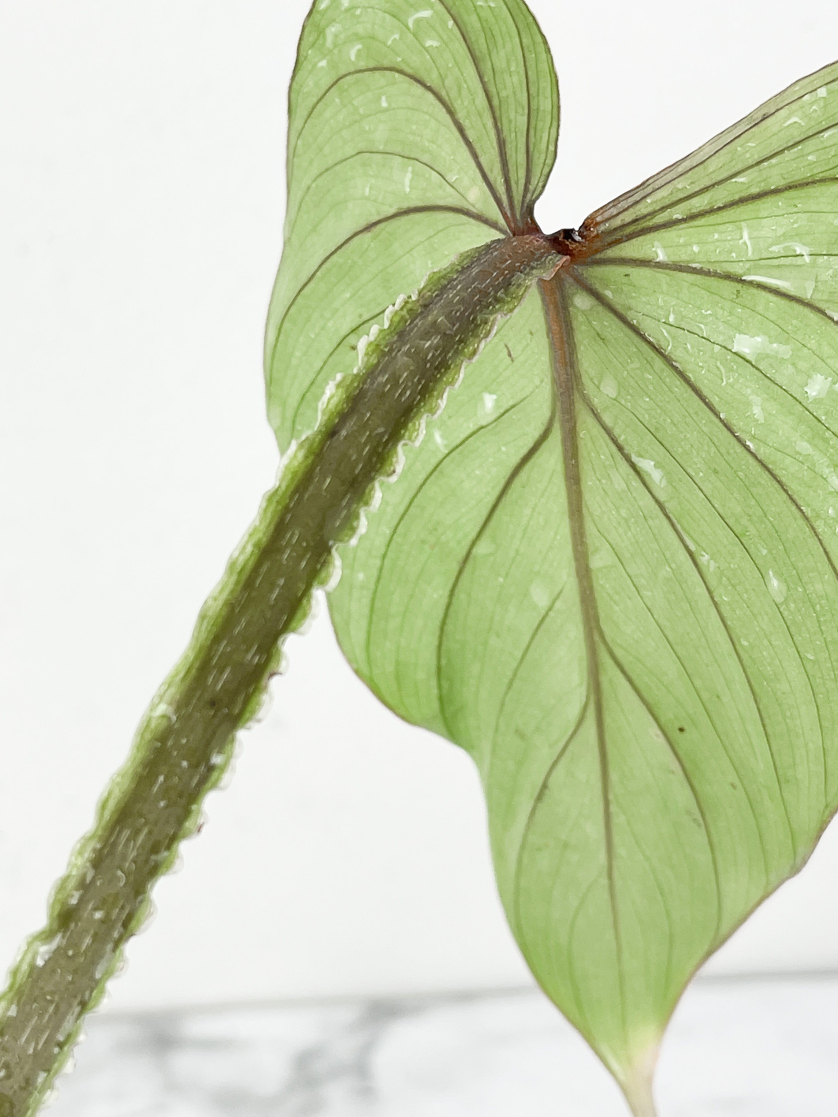 Philodendron Mamei Silver Cloud  rooted 2 leaves