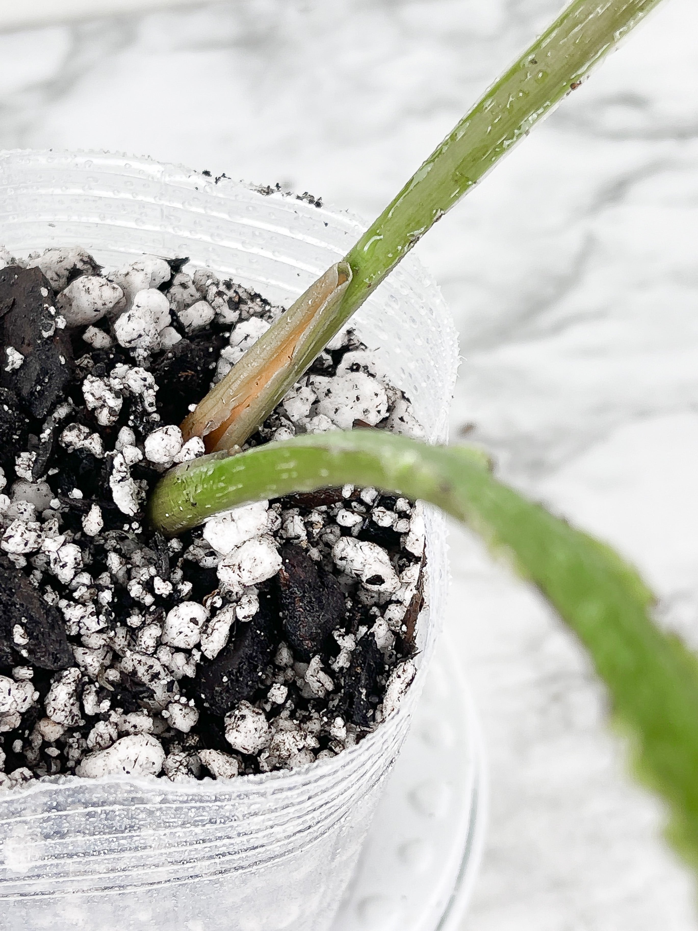 Philodendron Mamei Silver Cloud  rooted 2 leaves