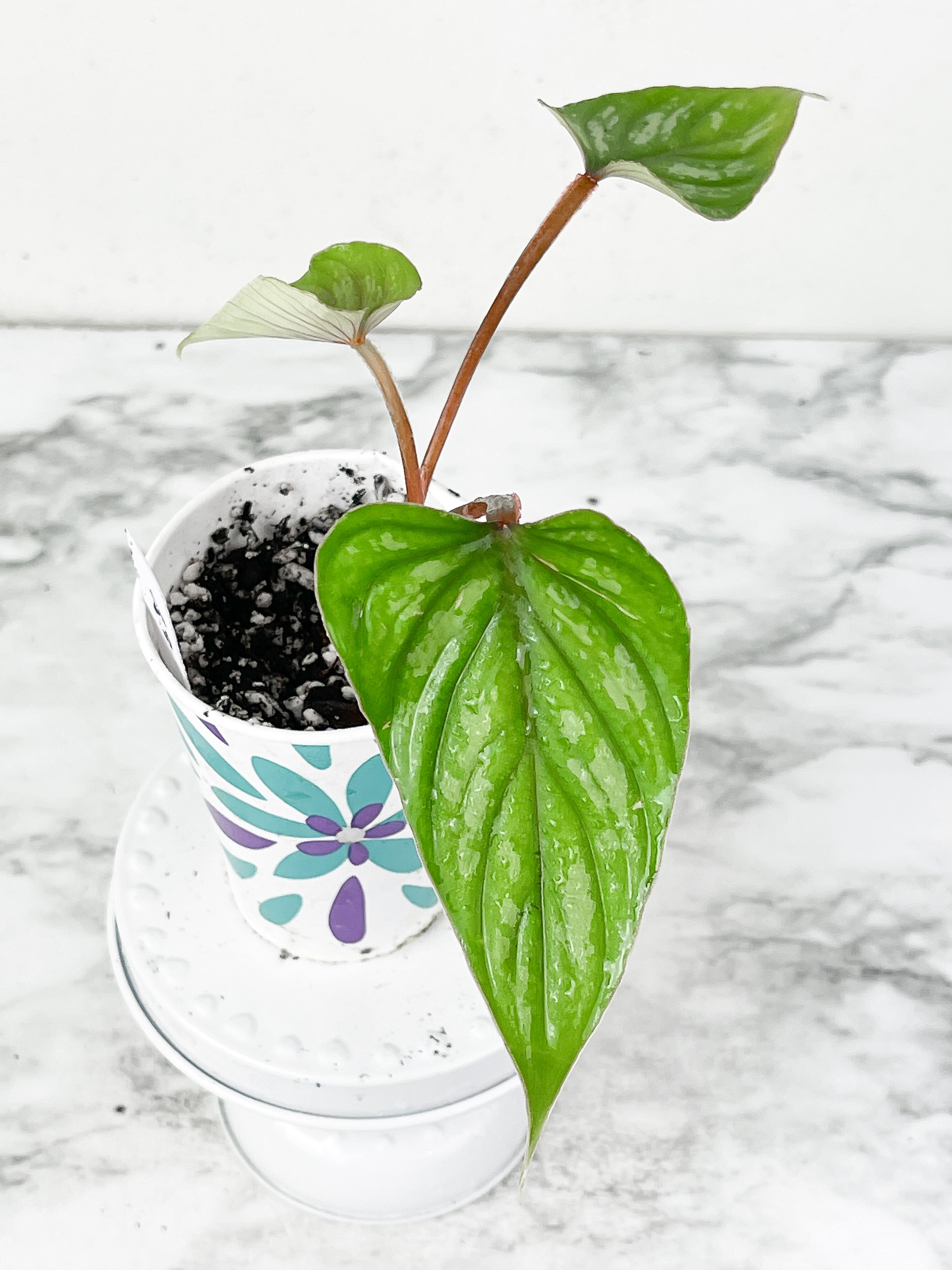 Philodendron mamei silver cloud 3 leaves. Rooted