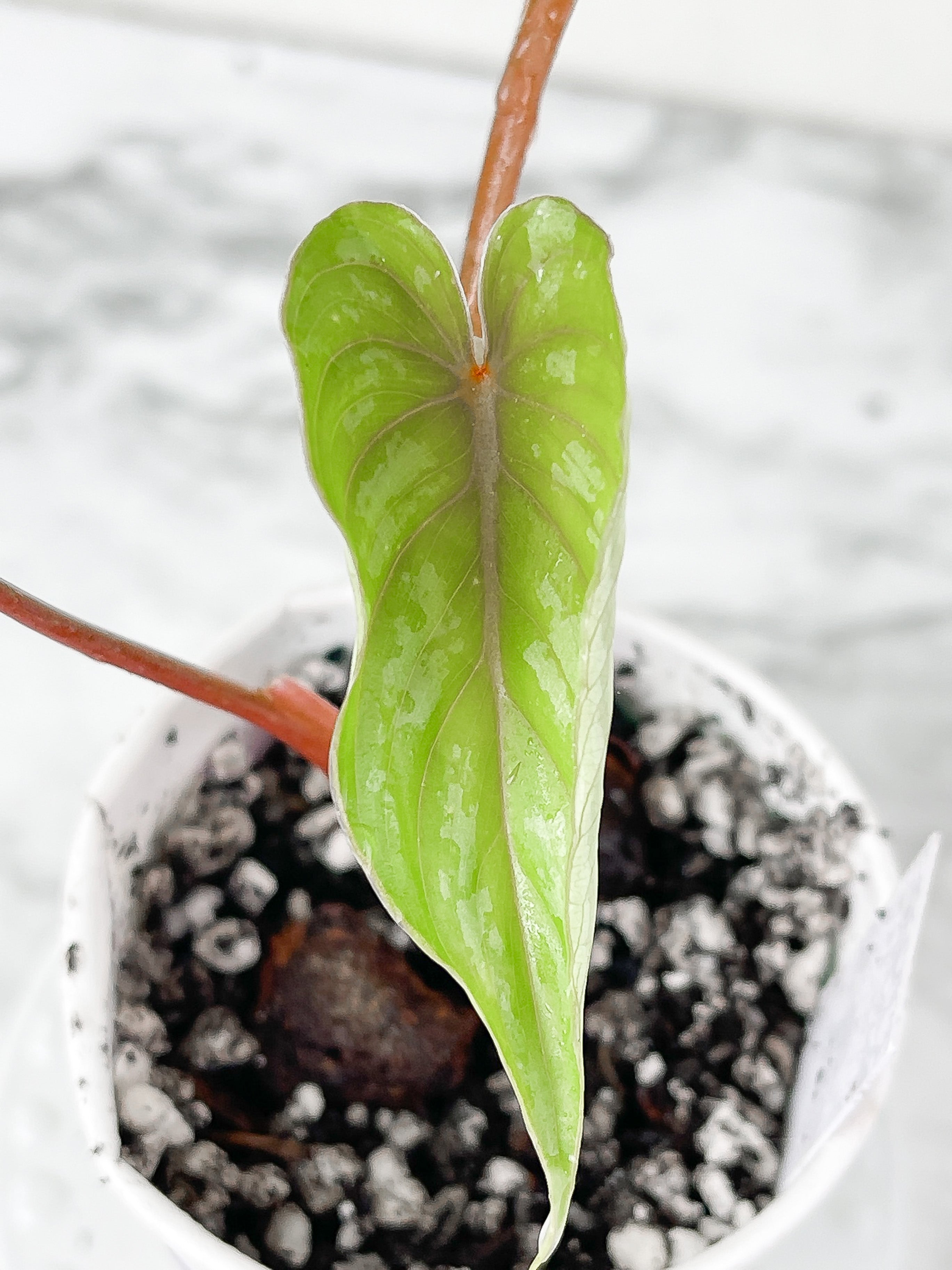 Philodendron mamei silver cloud 3 leaves. Rooted