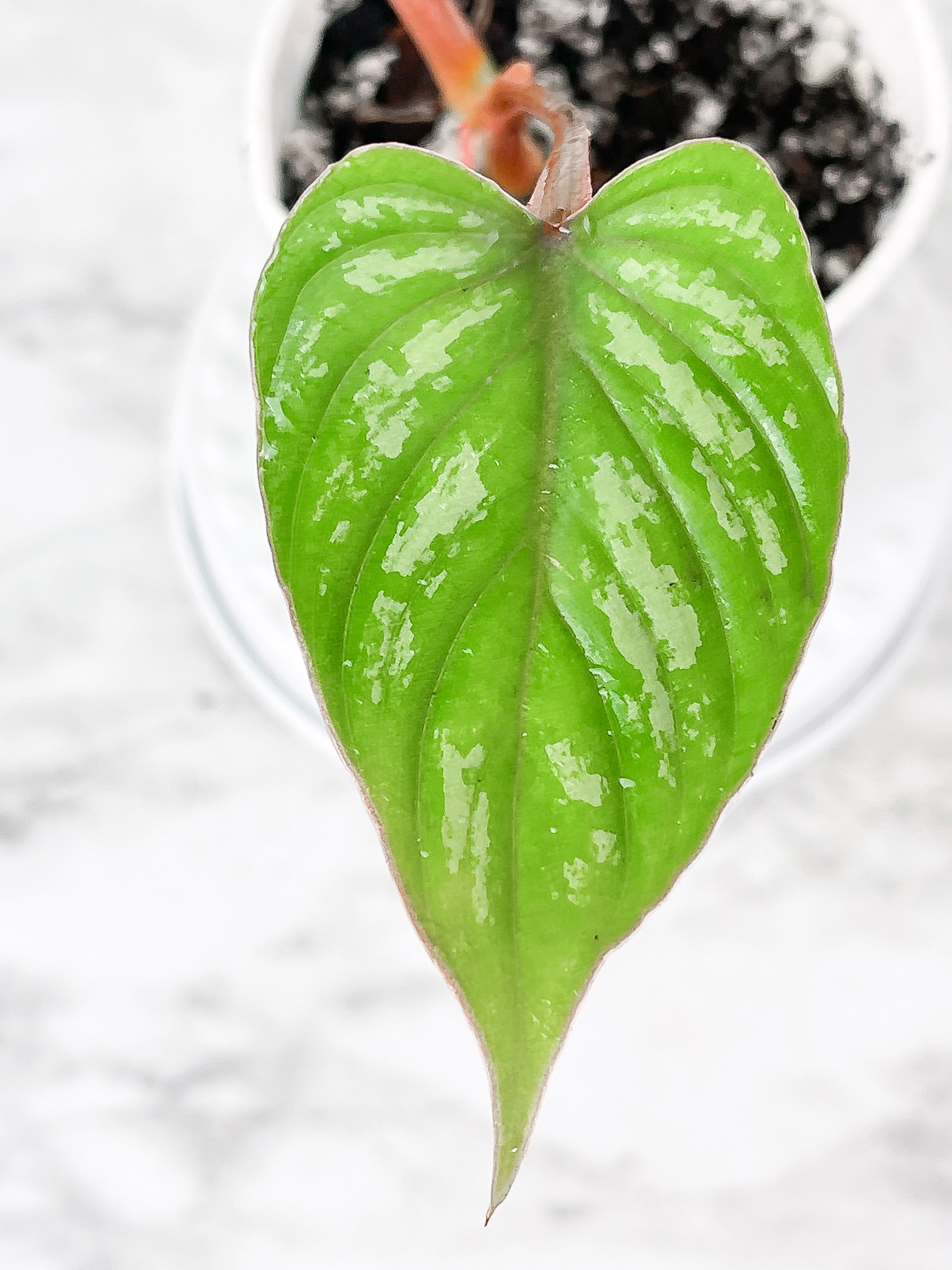 Philodendron mamei silver cloud 3 leaves. Rooted