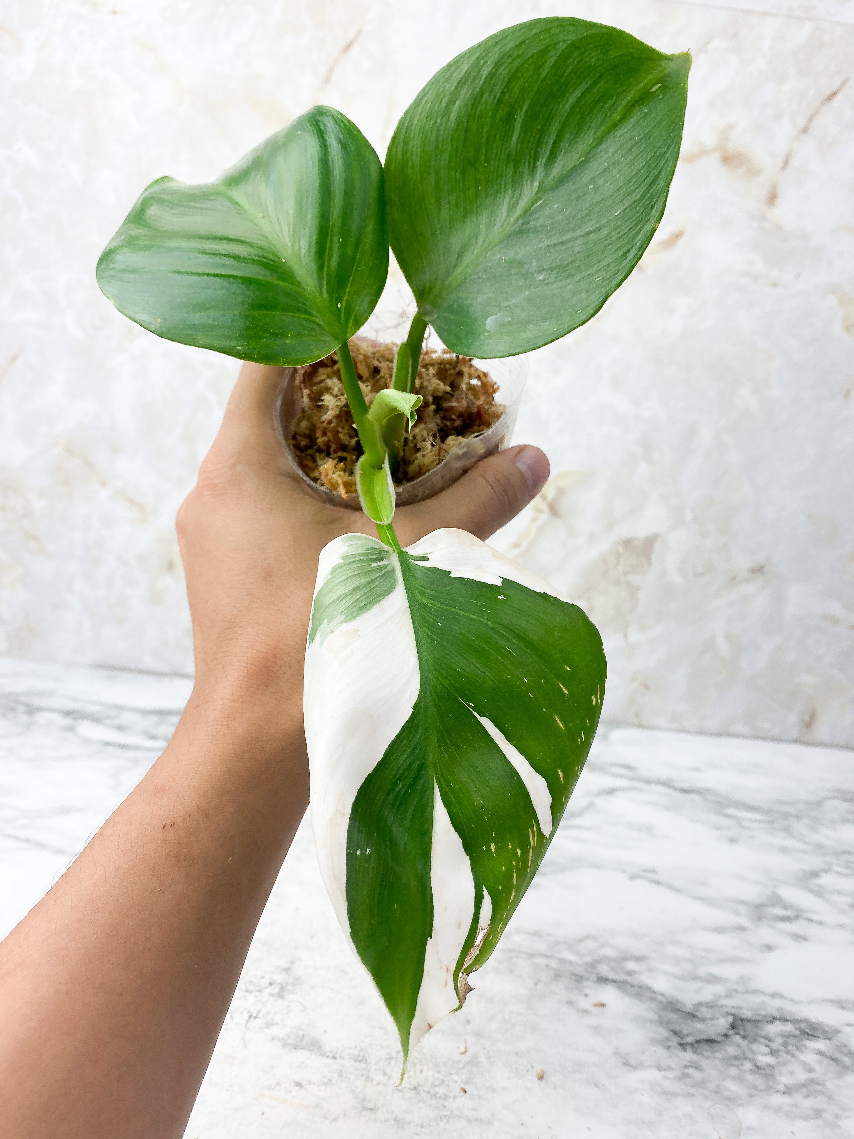 Reserved: Philodendron White Wizard Rooting Top cutting 4 leaves. highly variegated