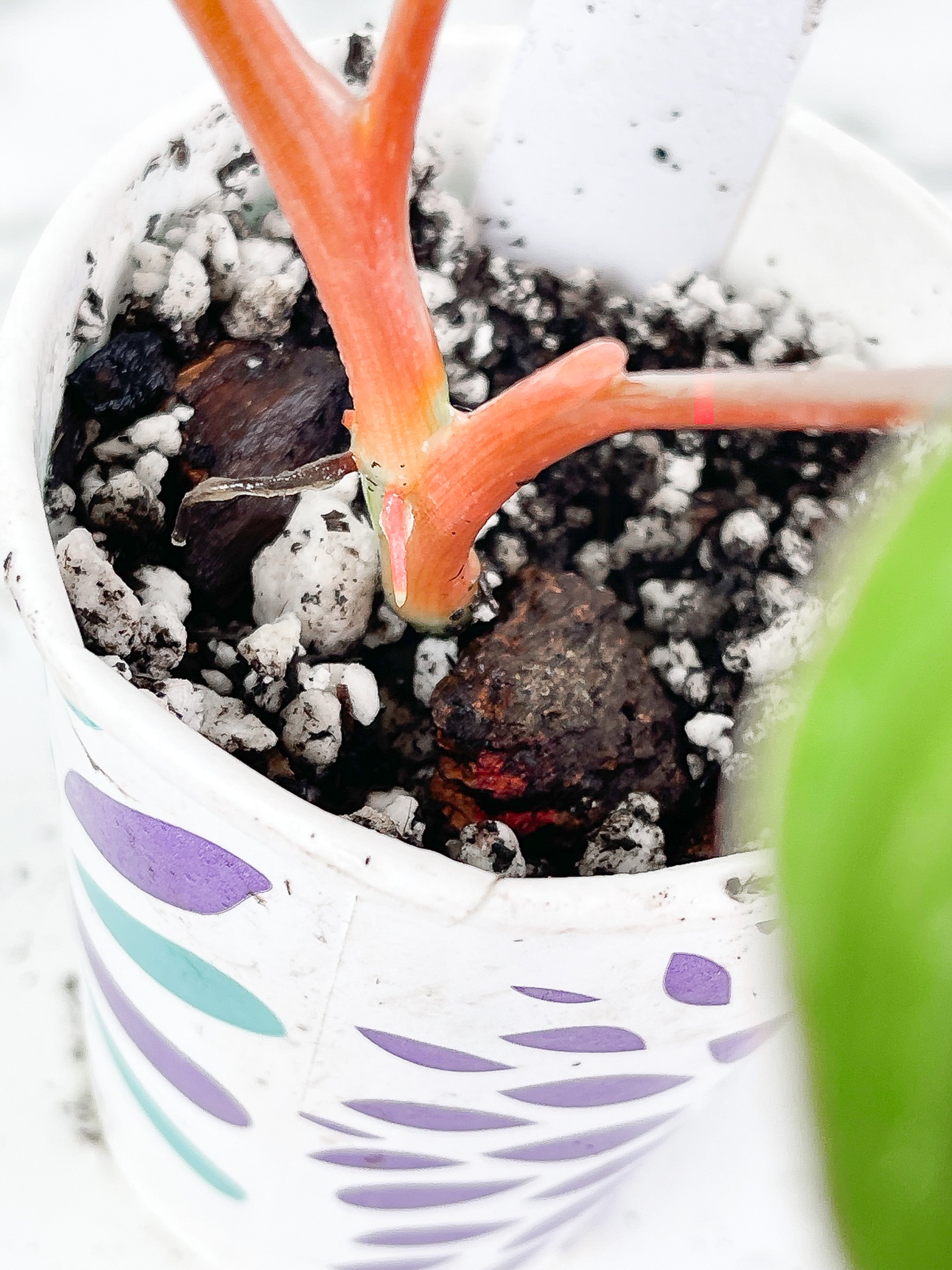 Philodendron mamei silver cloud 3 leaves. Rooted