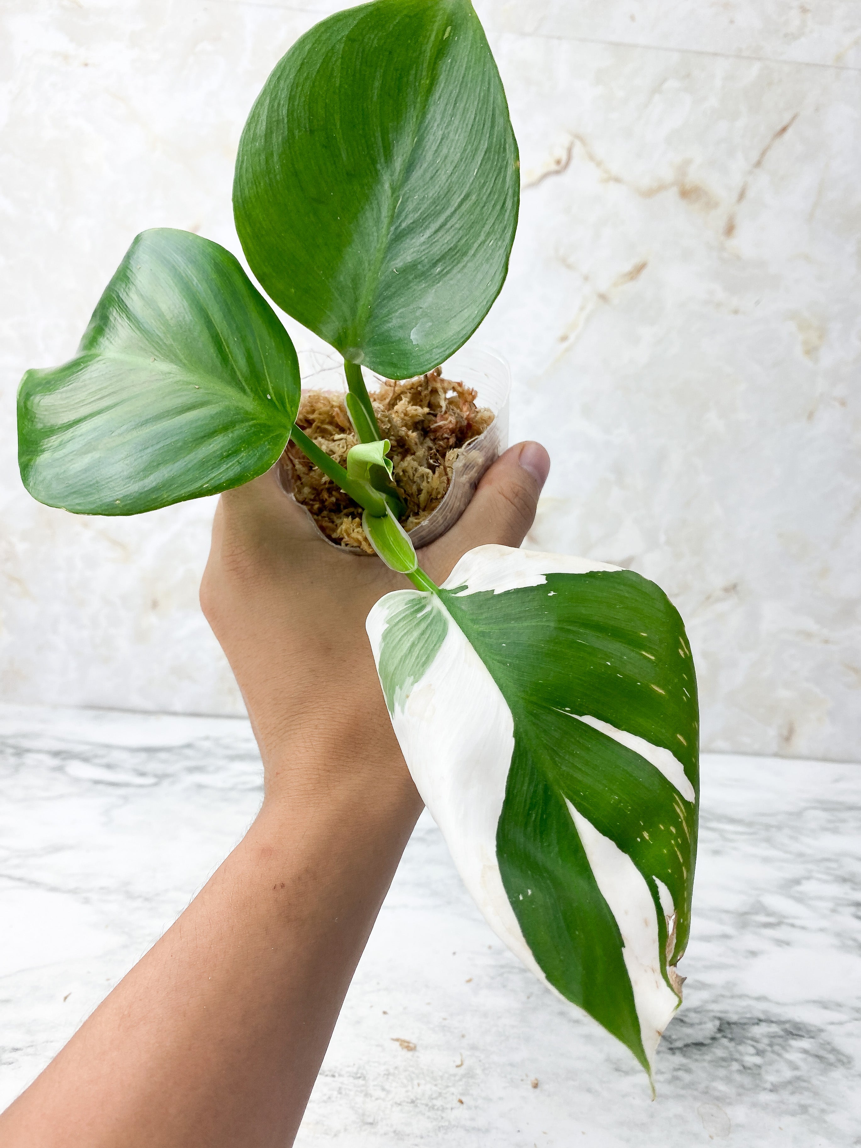 Reserved: Philodendron White Wizard Rooting Top cutting 4 leaves. highly variegated