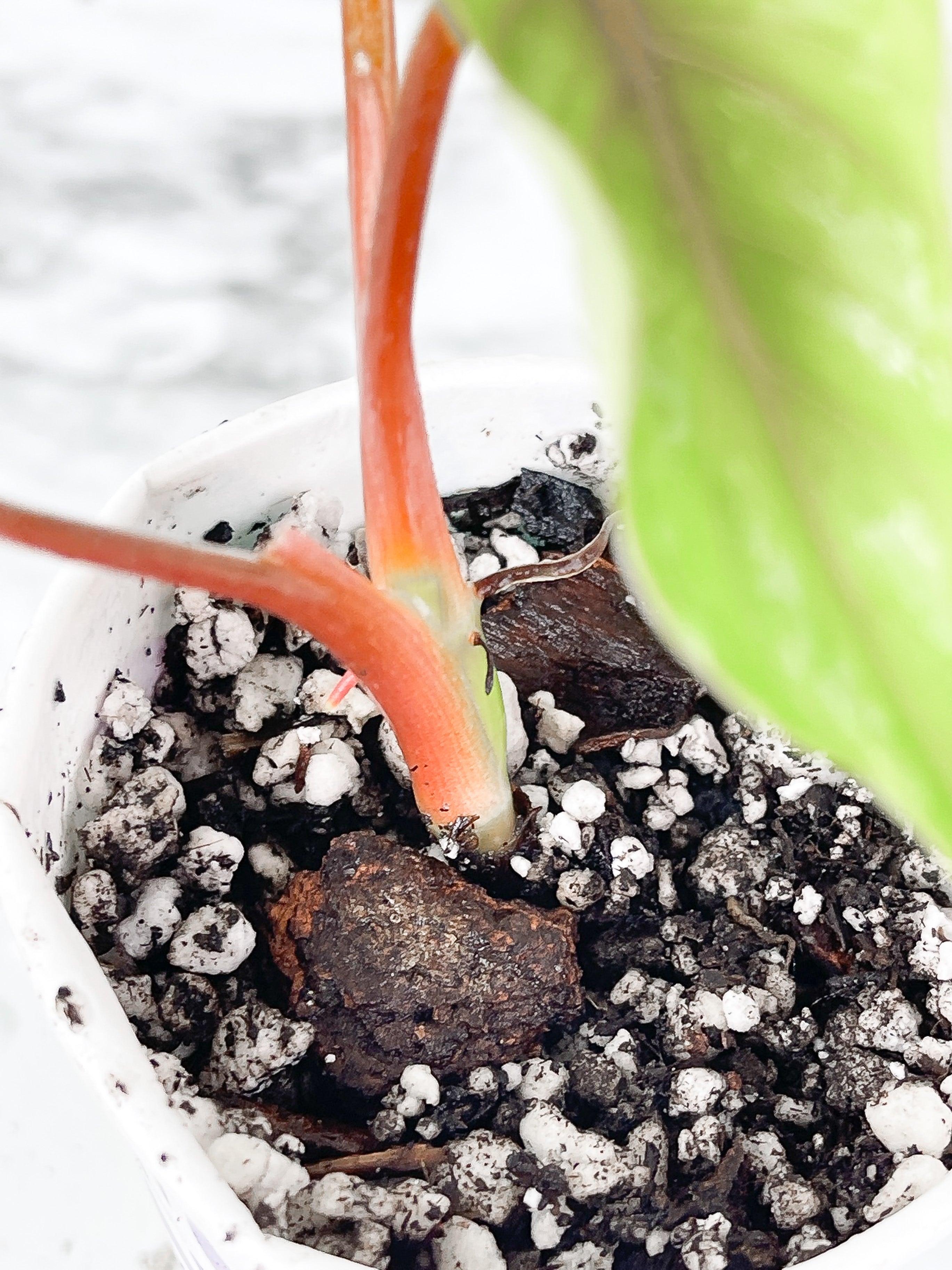 Philodendron mamei silver cloud 3 leaves. Rooted