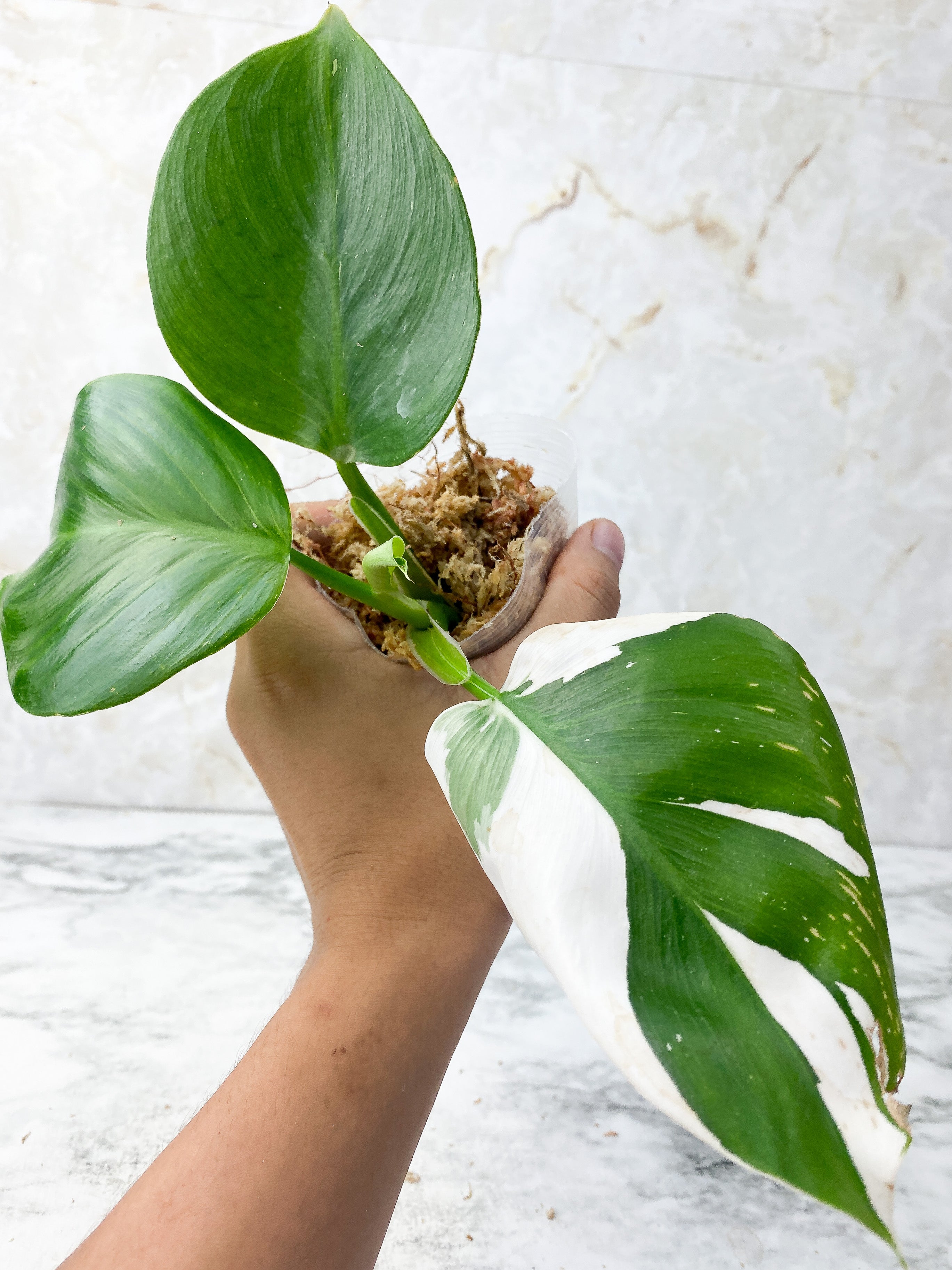 Reserved: Philodendron White Wizard Rooting Top cutting 4 leaves. highly variegated