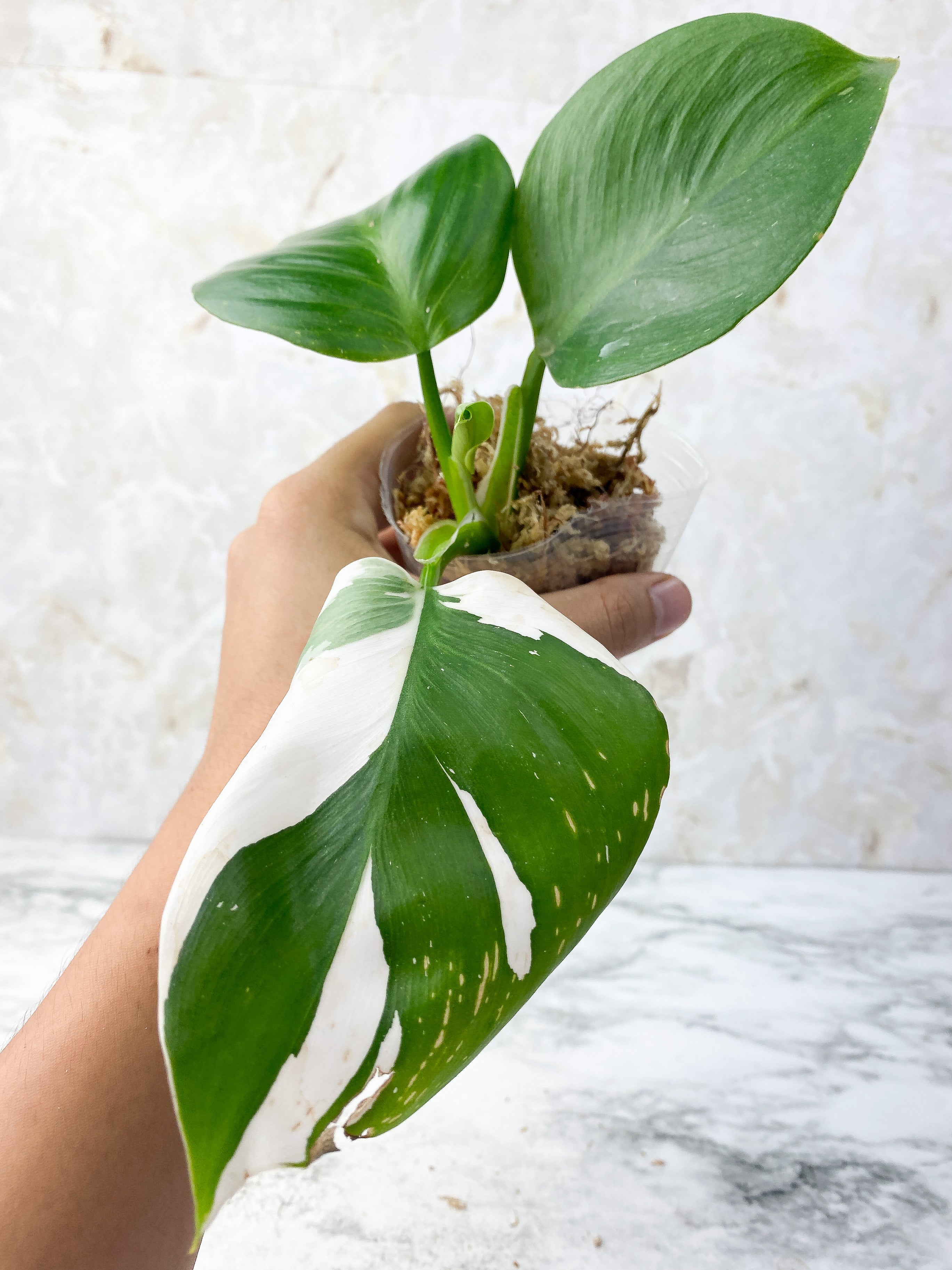 Reserved: Philodendron White Wizard Rooting Top cutting 4 leaves. highly variegated