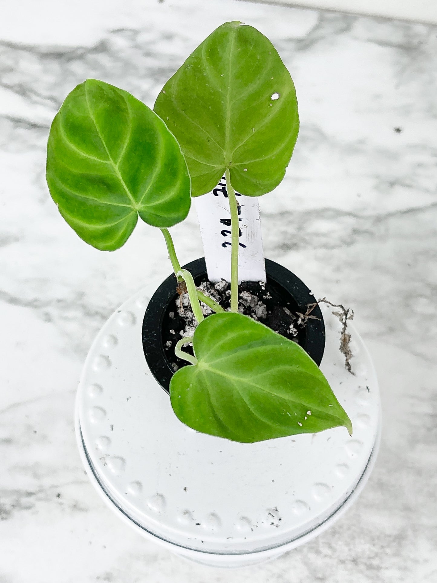 Philodendron Verrucosum Seedling Rooted. 4 leaves