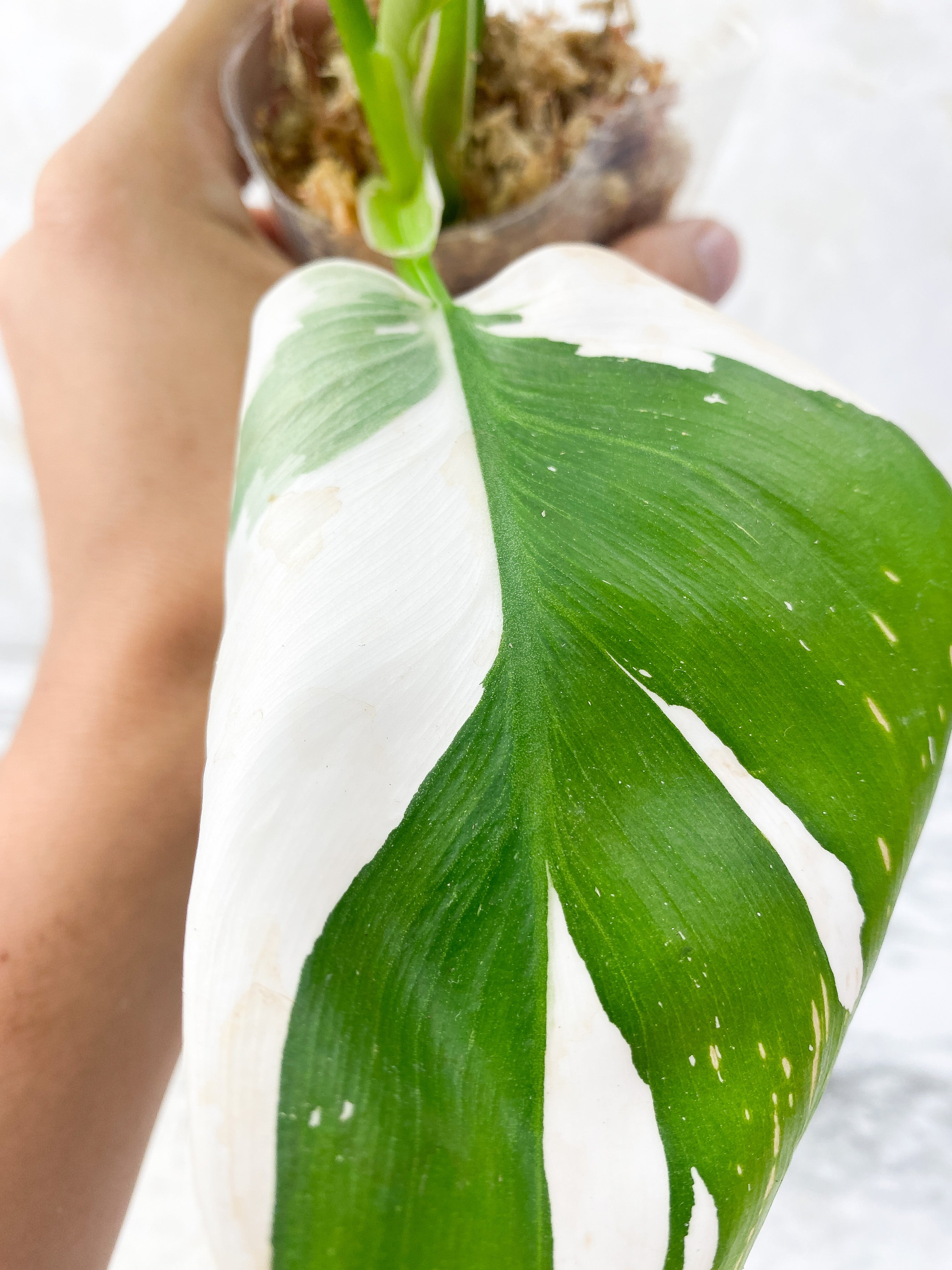 Reserved: Philodendron White Wizard Rooting Top cutting 4 leaves. highly variegated