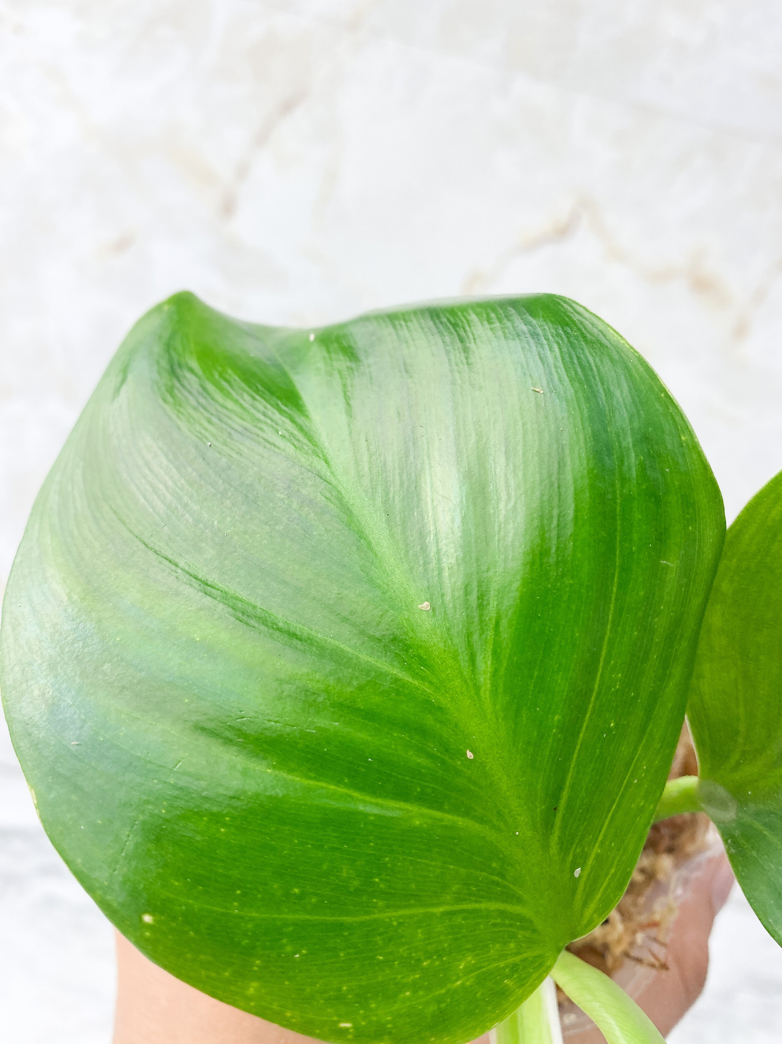 Reserved: Philodendron White Wizard Rooting Top cutting 4 leaves. highly variegated