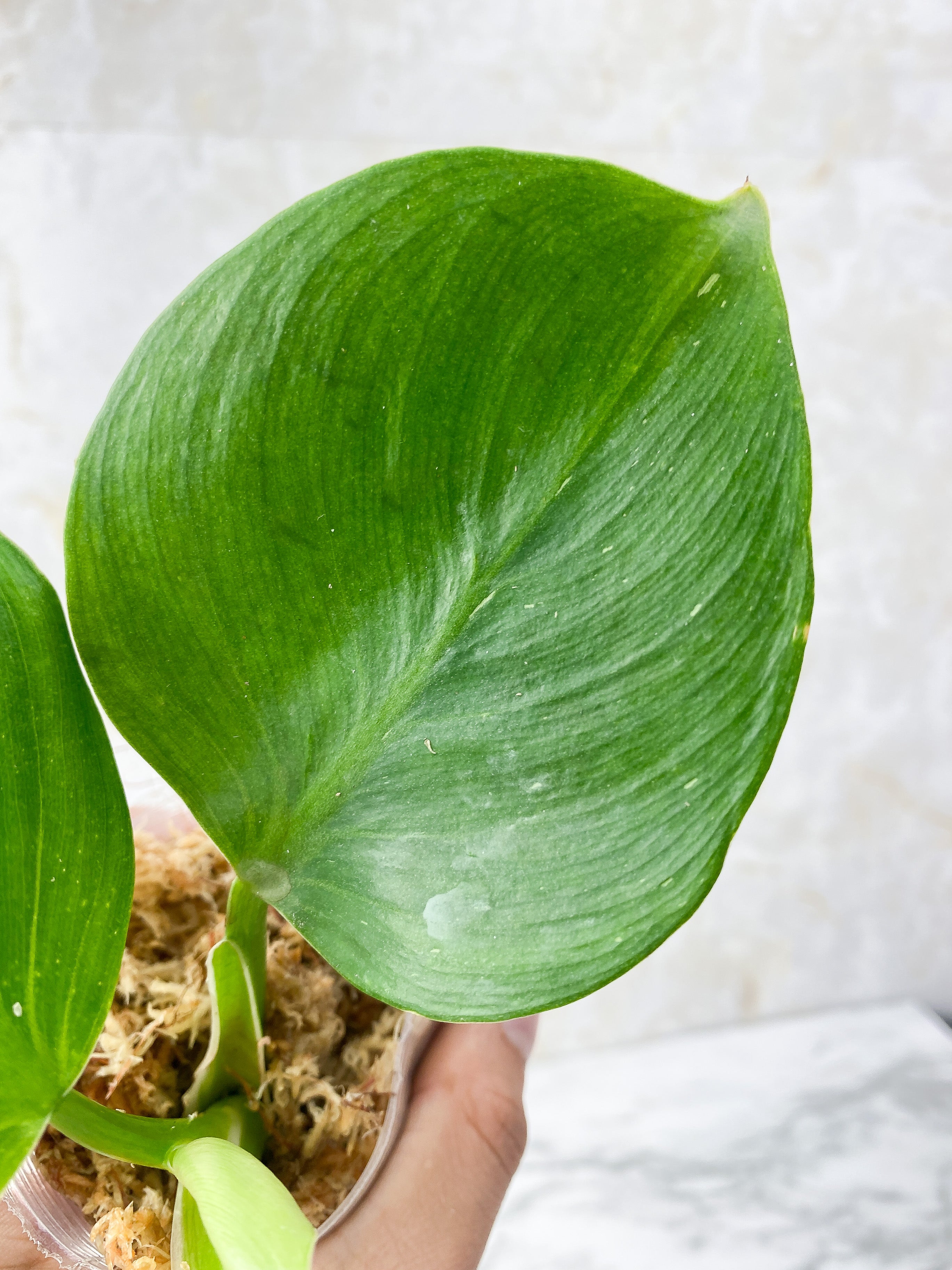 Reserved: Philodendron White Wizard Rooting Top cutting 4 leaves. highly variegated