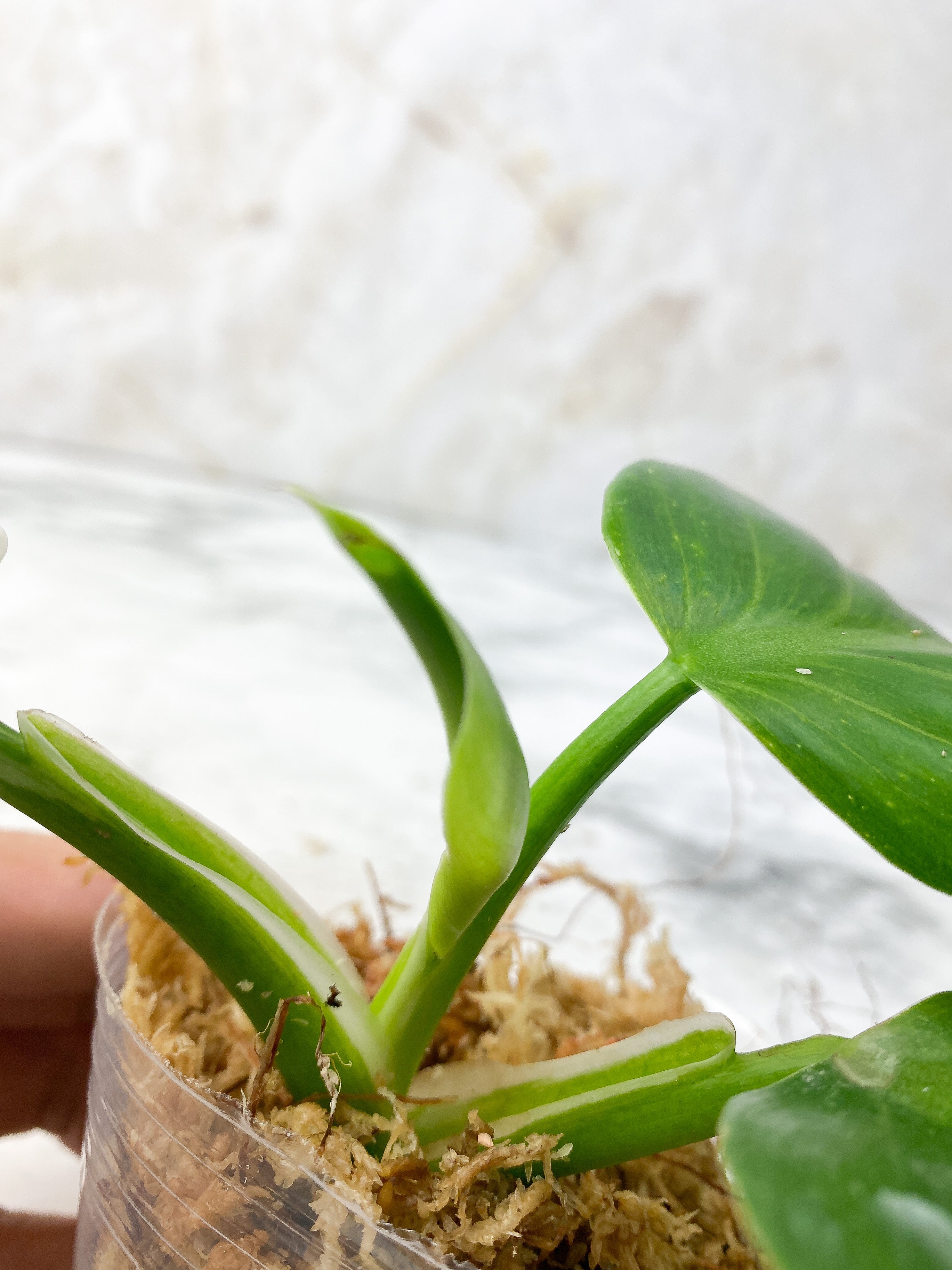 Reserved: Philodendron White Wizard Rooting Top cutting 4 leaves. highly variegated