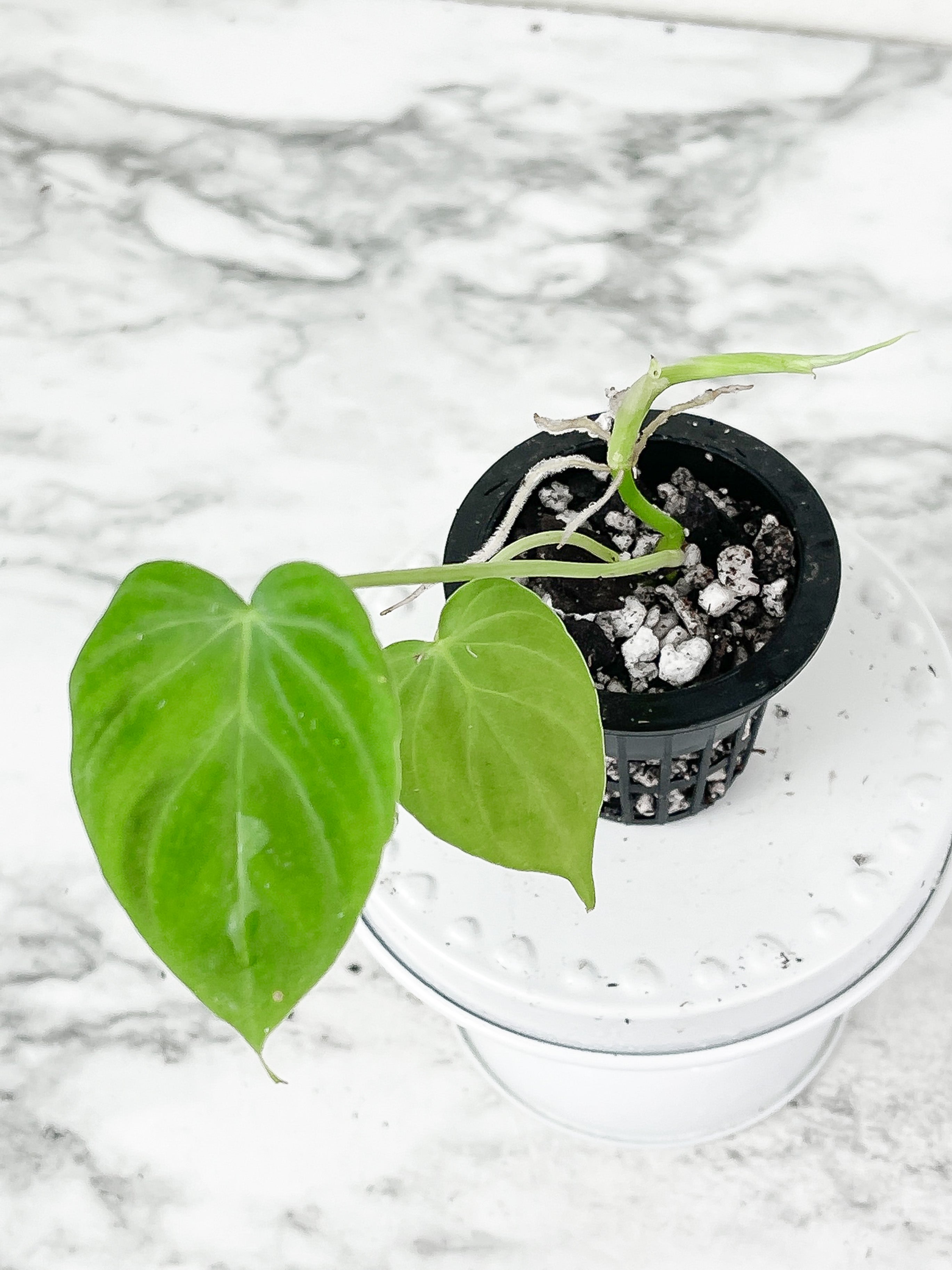 Philodendron Verrucosum Seedling Rooted. 3 leaves