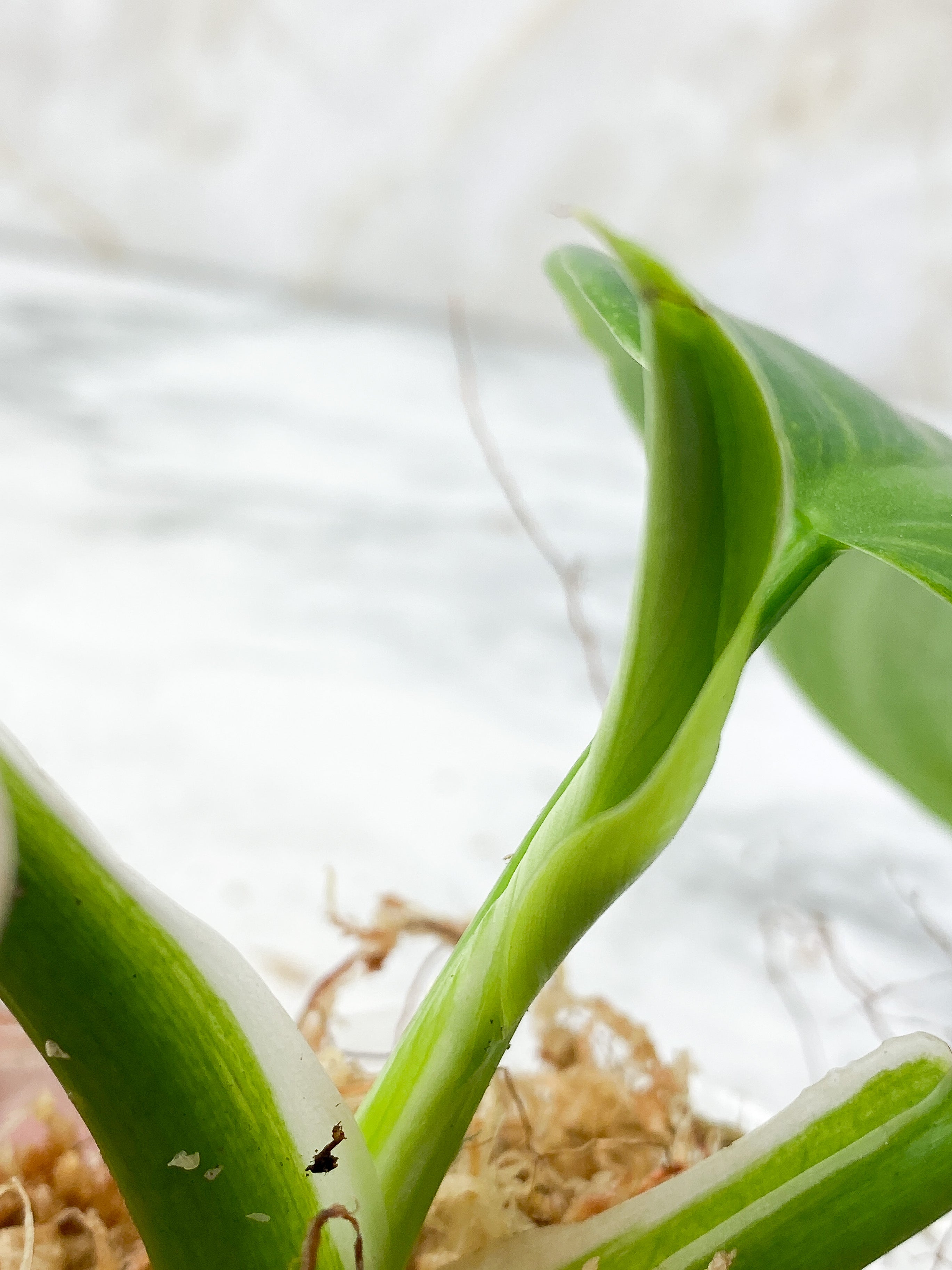 Reserved: Philodendron White Wizard Rooting Top cutting 4 leaves. highly variegated