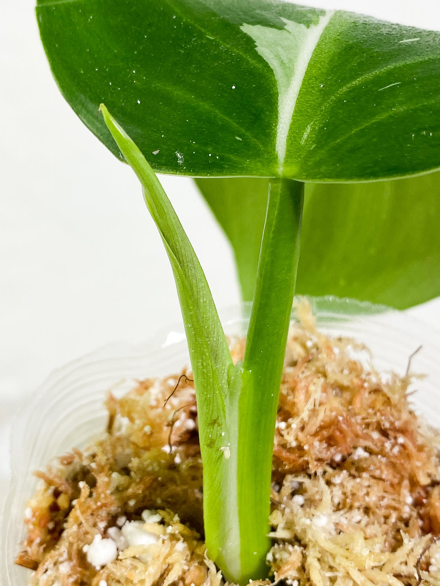 Philodendron White Wizard Rooting 3 leaves Top Cutting