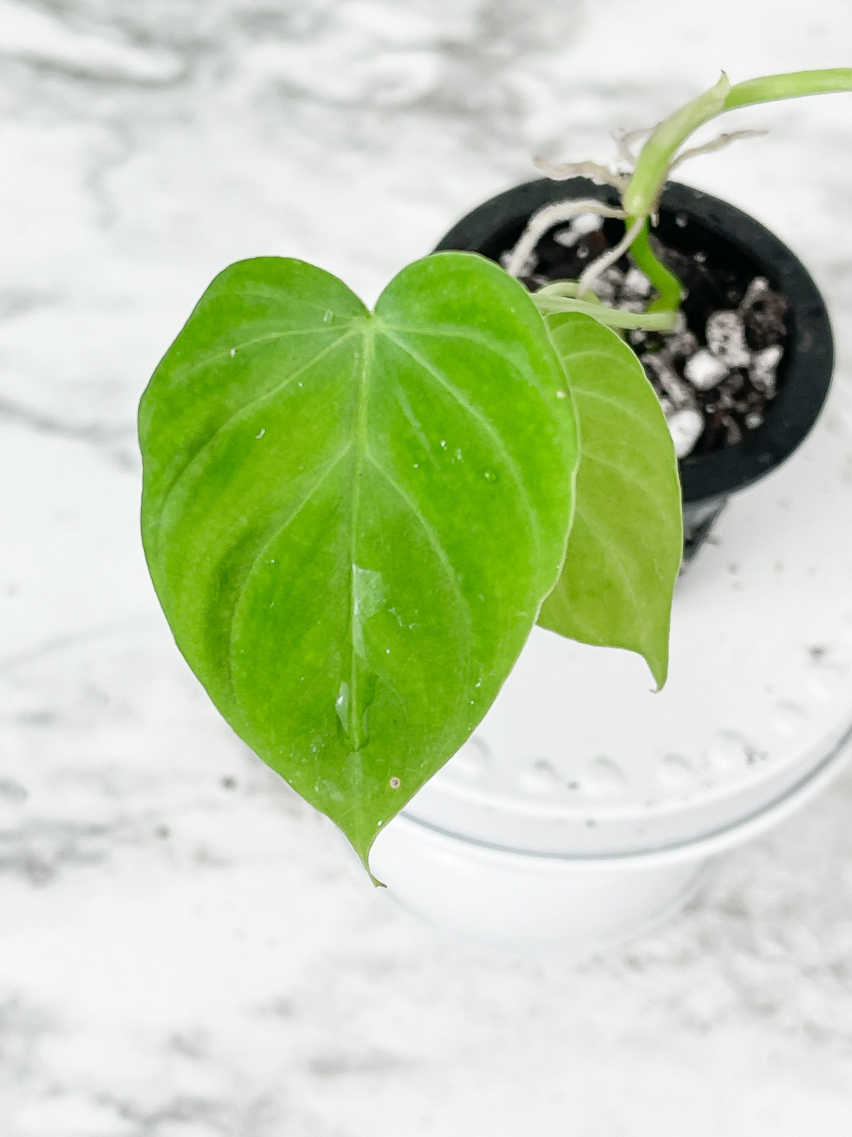 Philodendron Verrucosum Seedling Rooted. 3 leaves