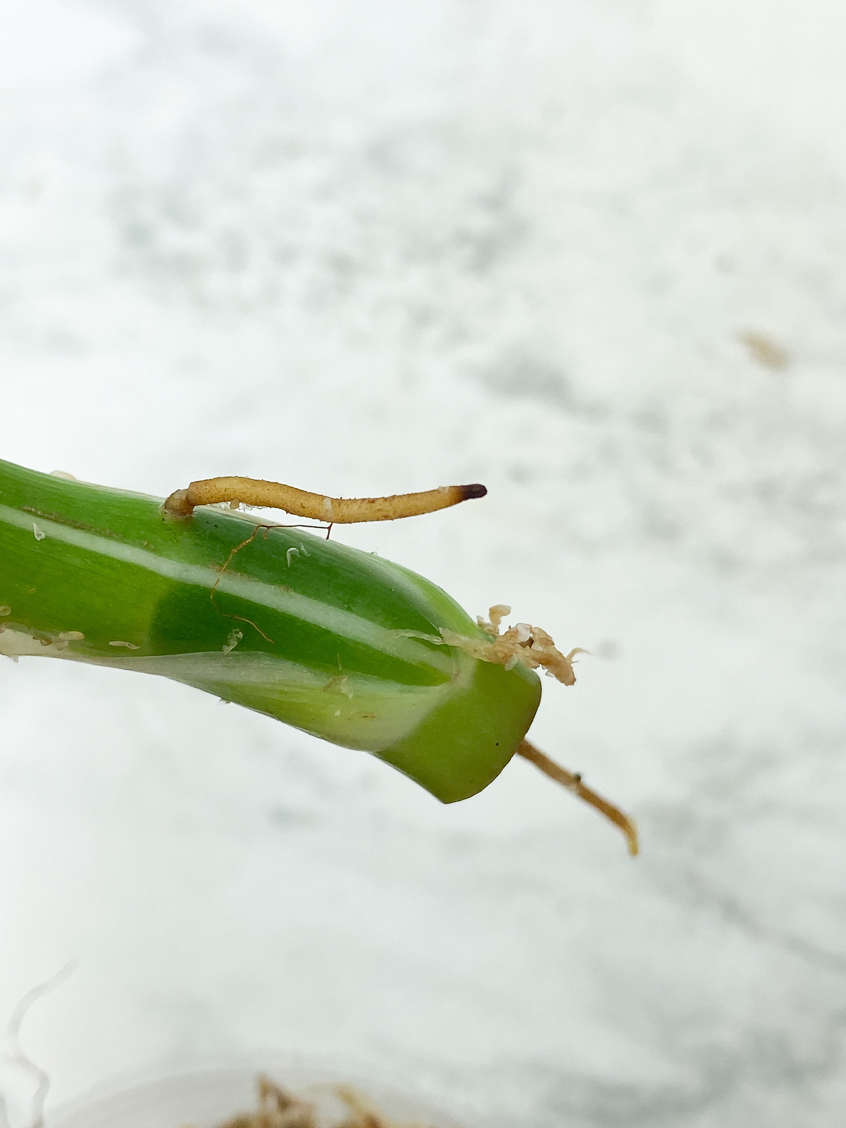 Reserved: Philodendron White Wizard Rooting Top cutting 4 leaves. highly variegated