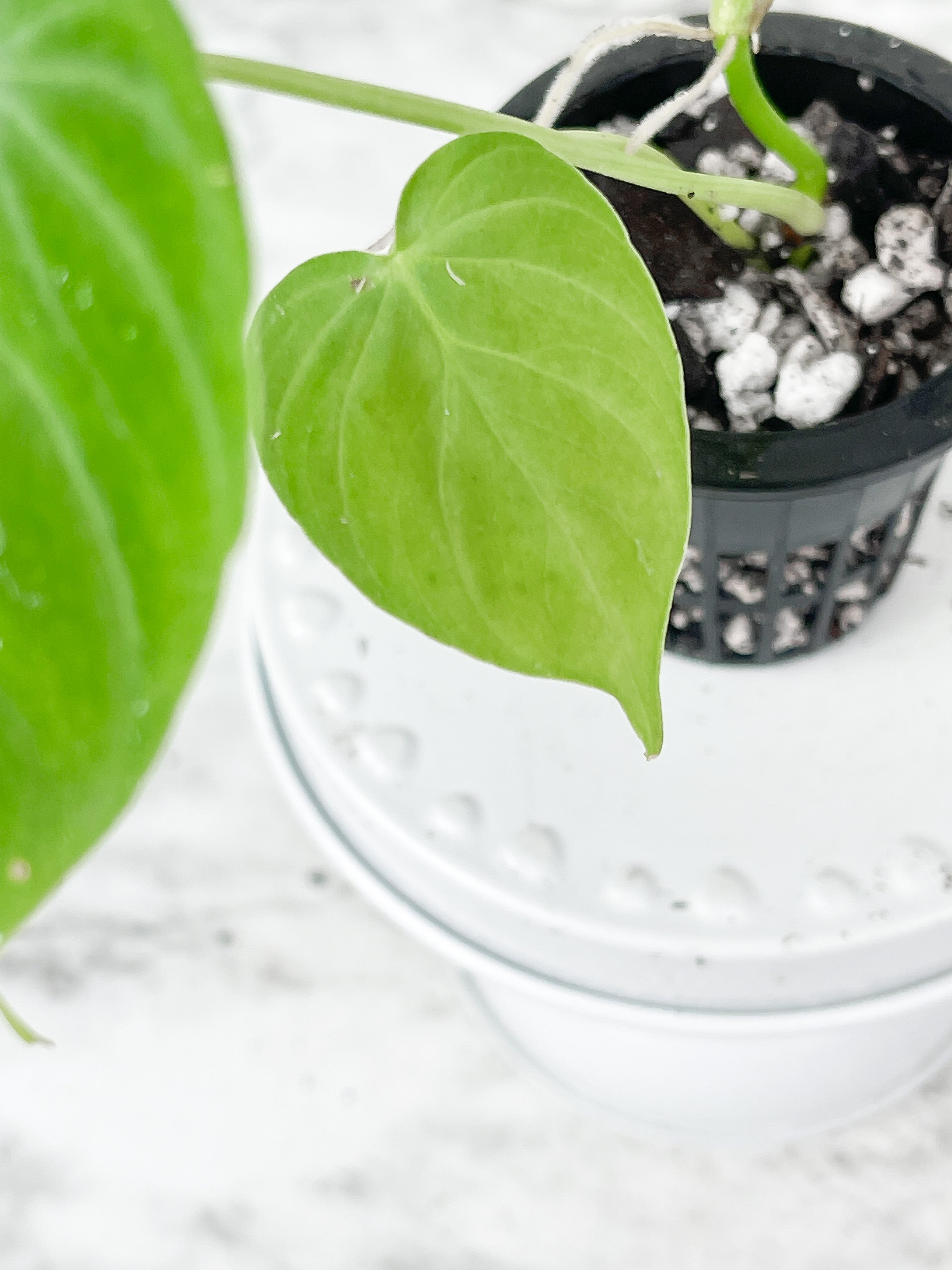 Philodendron Verrucosum Seedling Rooted. 3 leaves