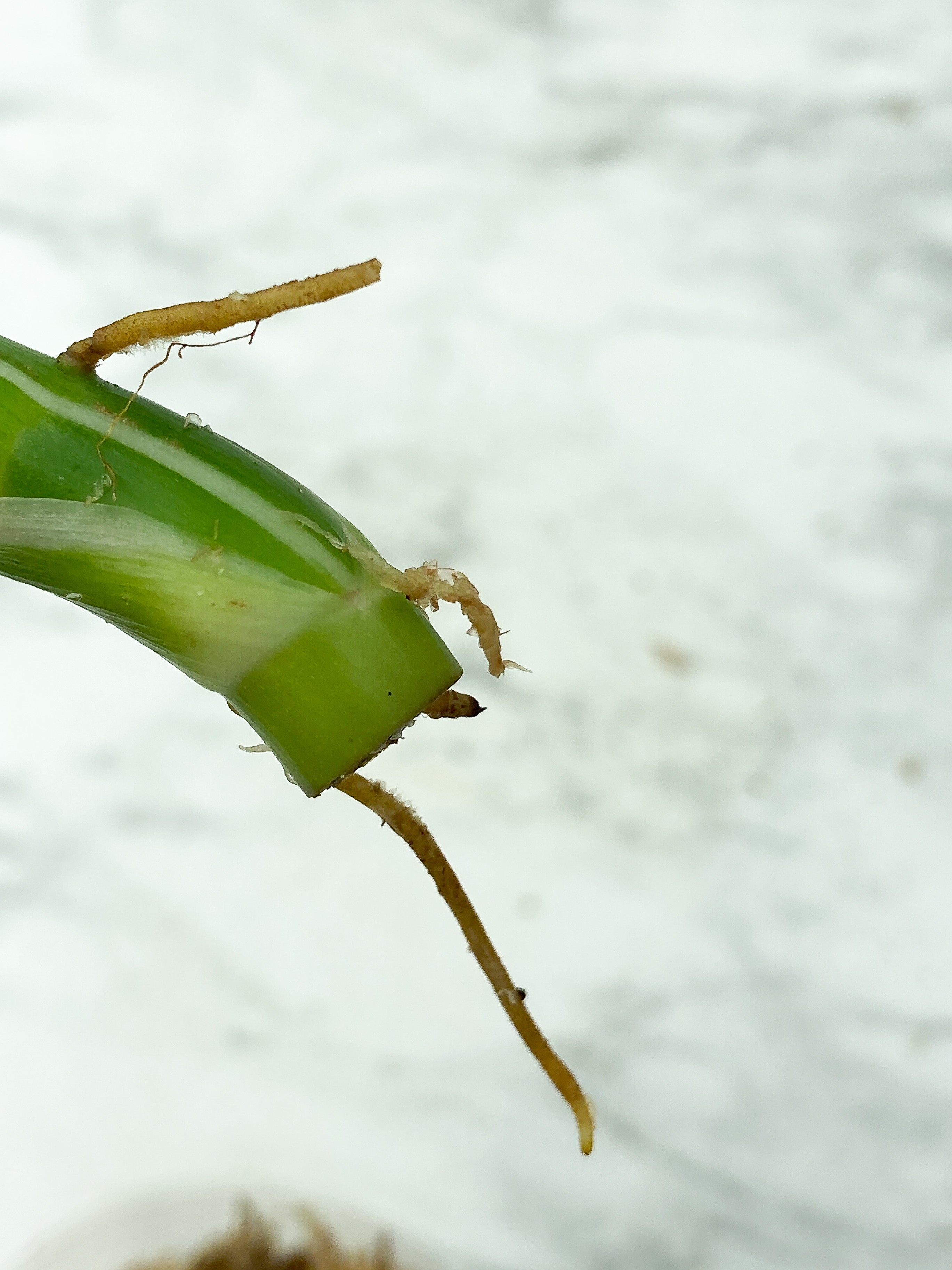 Reserved: Philodendron White Wizard Rooting Top cutting 4 leaves. highly variegated