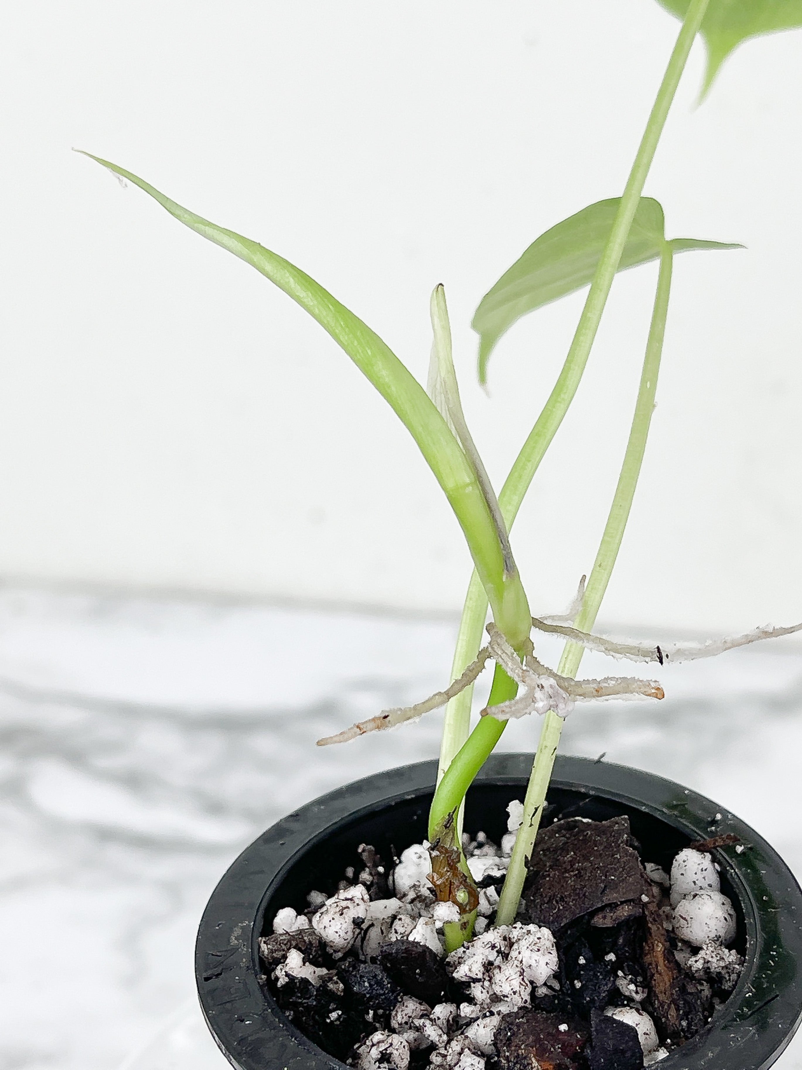 Philodendron Verrucosum Seedling Rooted. 3 leaves