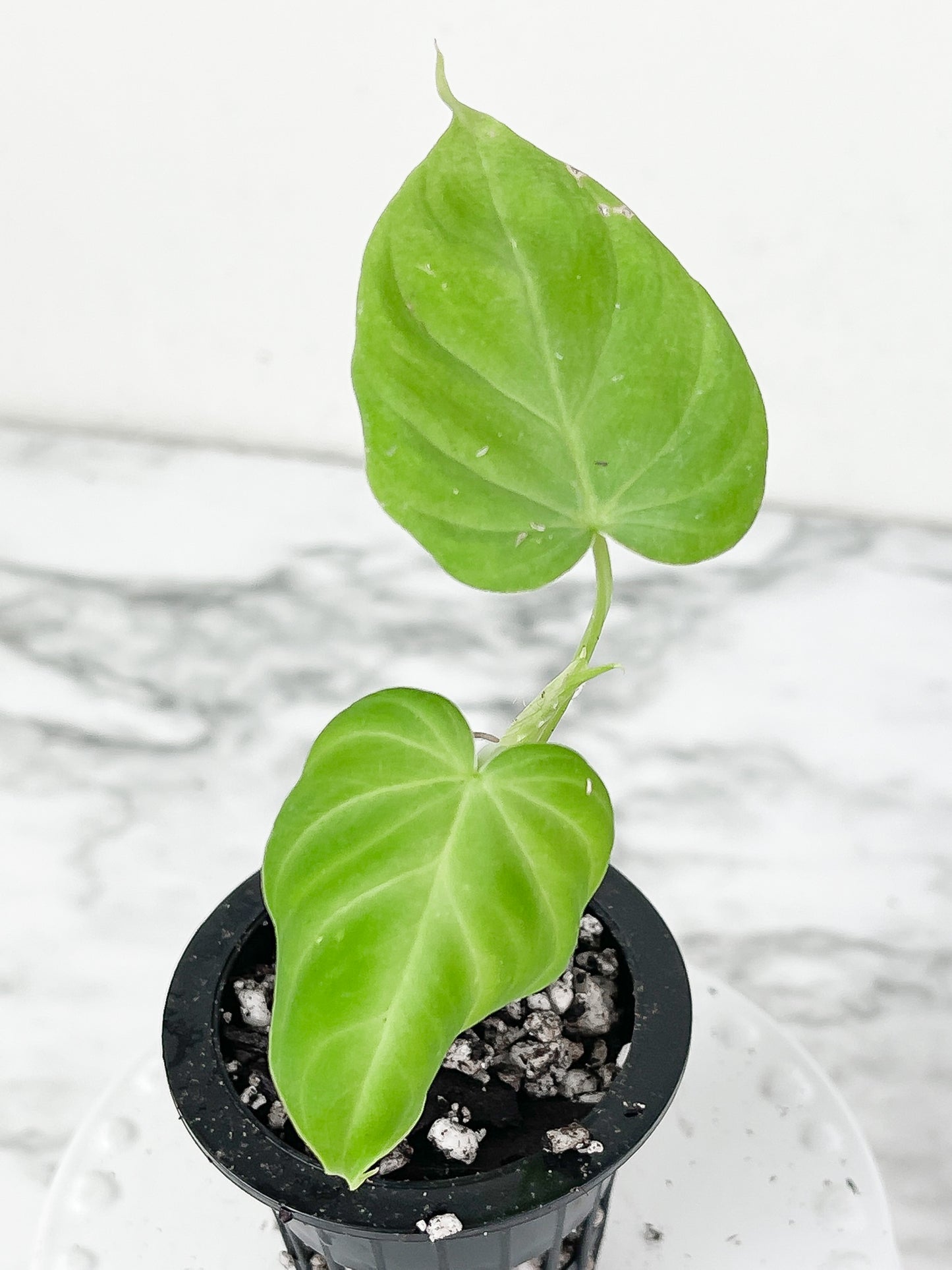 Philodendron Verrucosum Seedling Rooted. 3 leaves