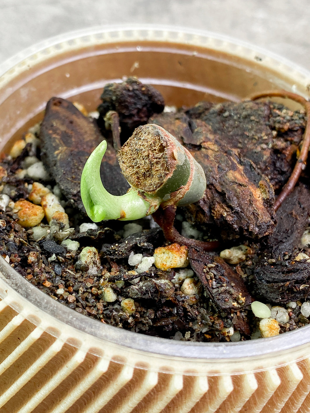 Philodendron  Pastazanum Super Silver Nieve  Rooted sprout
