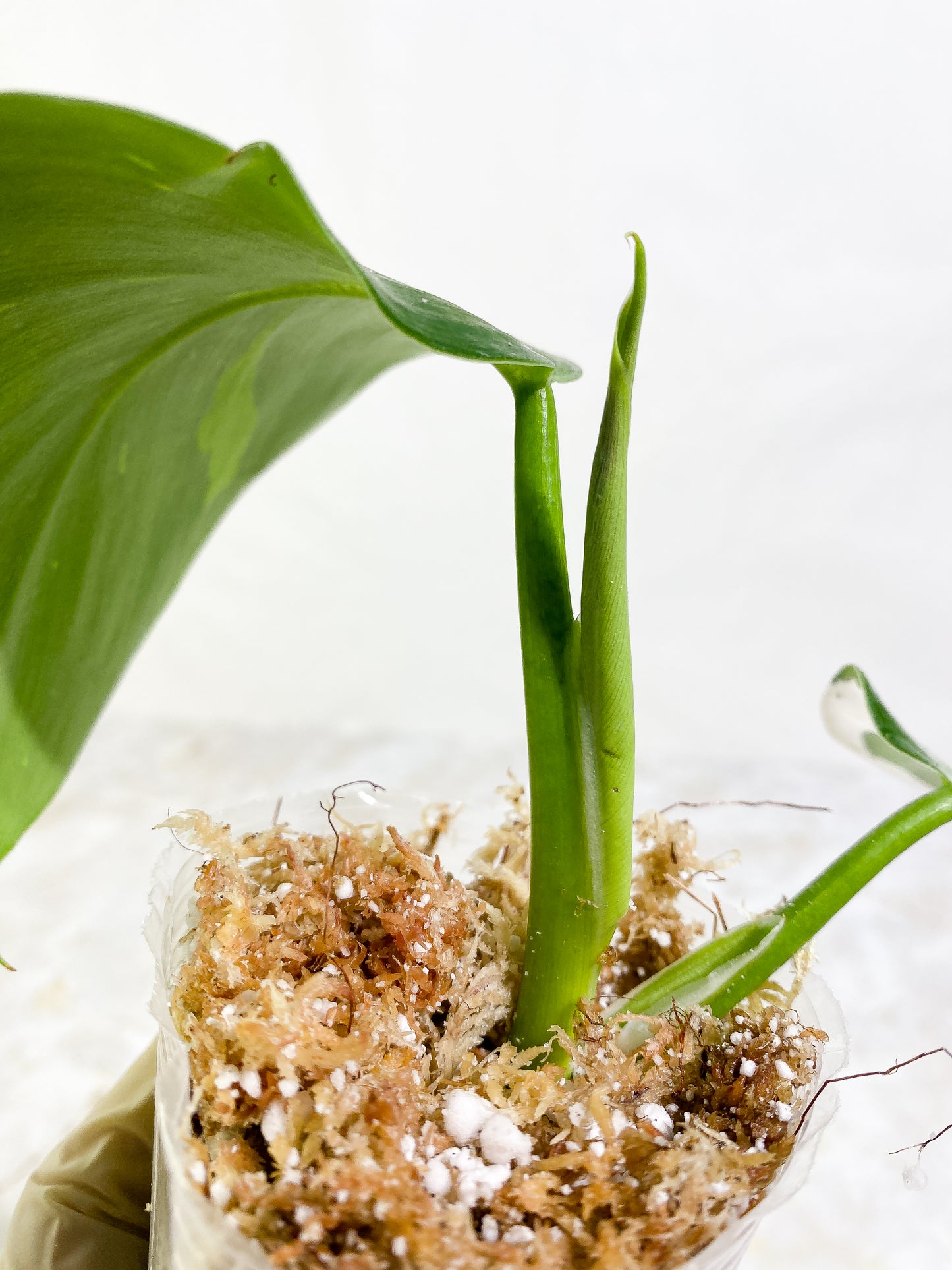 Philodendron White Wizard Rooting 3 leaves Top Cutting