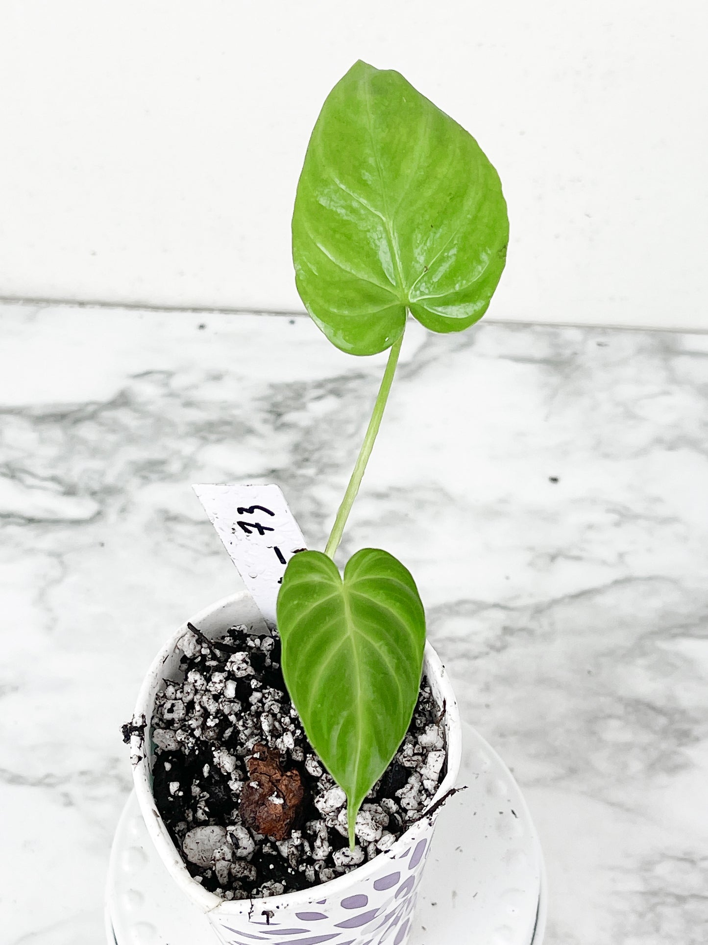 Philodendron Verrucosum Seedling Rooted. 3 leaves