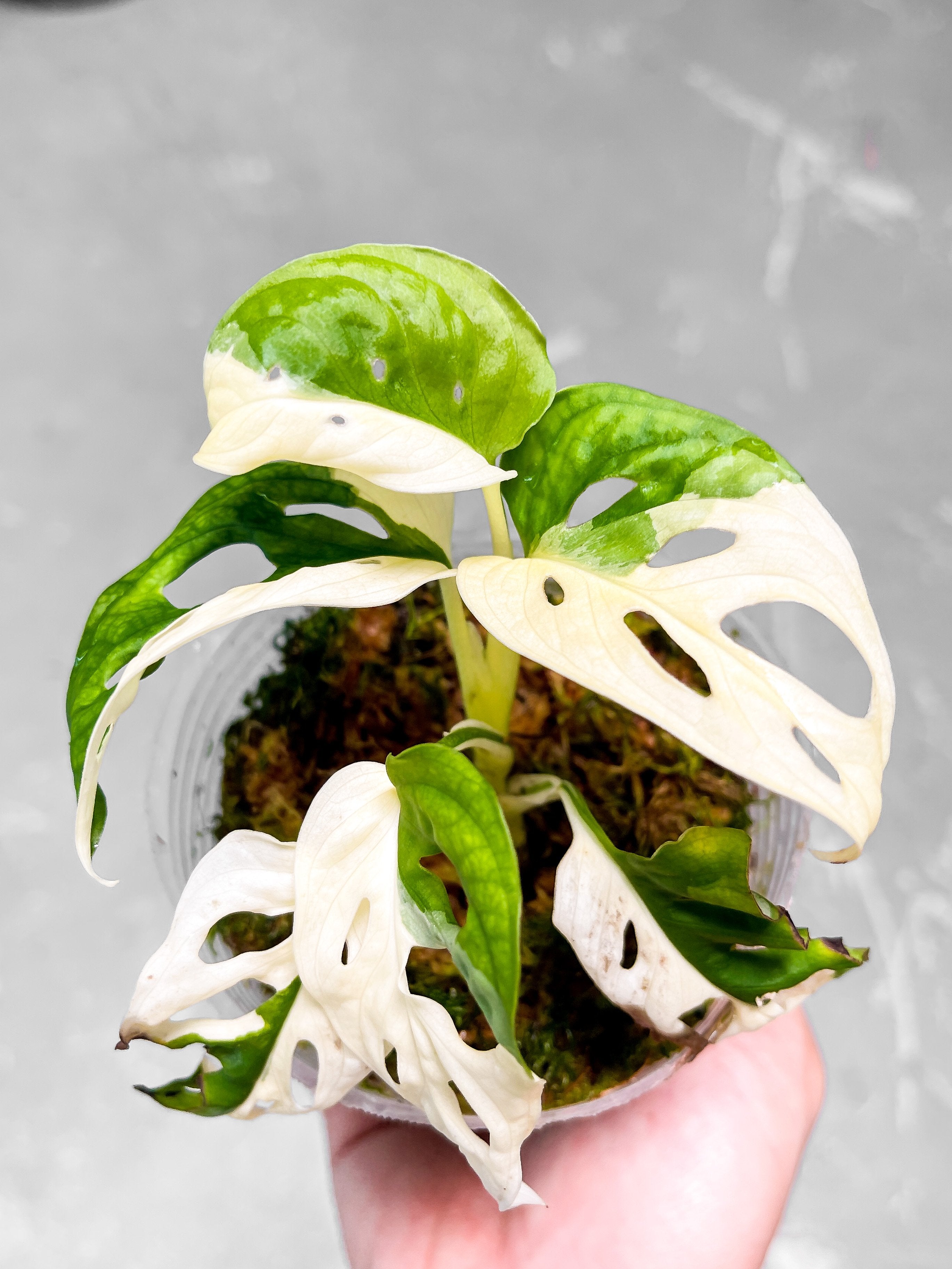 Monstera Adansonii Tricolor Japanese fully rooted sprout