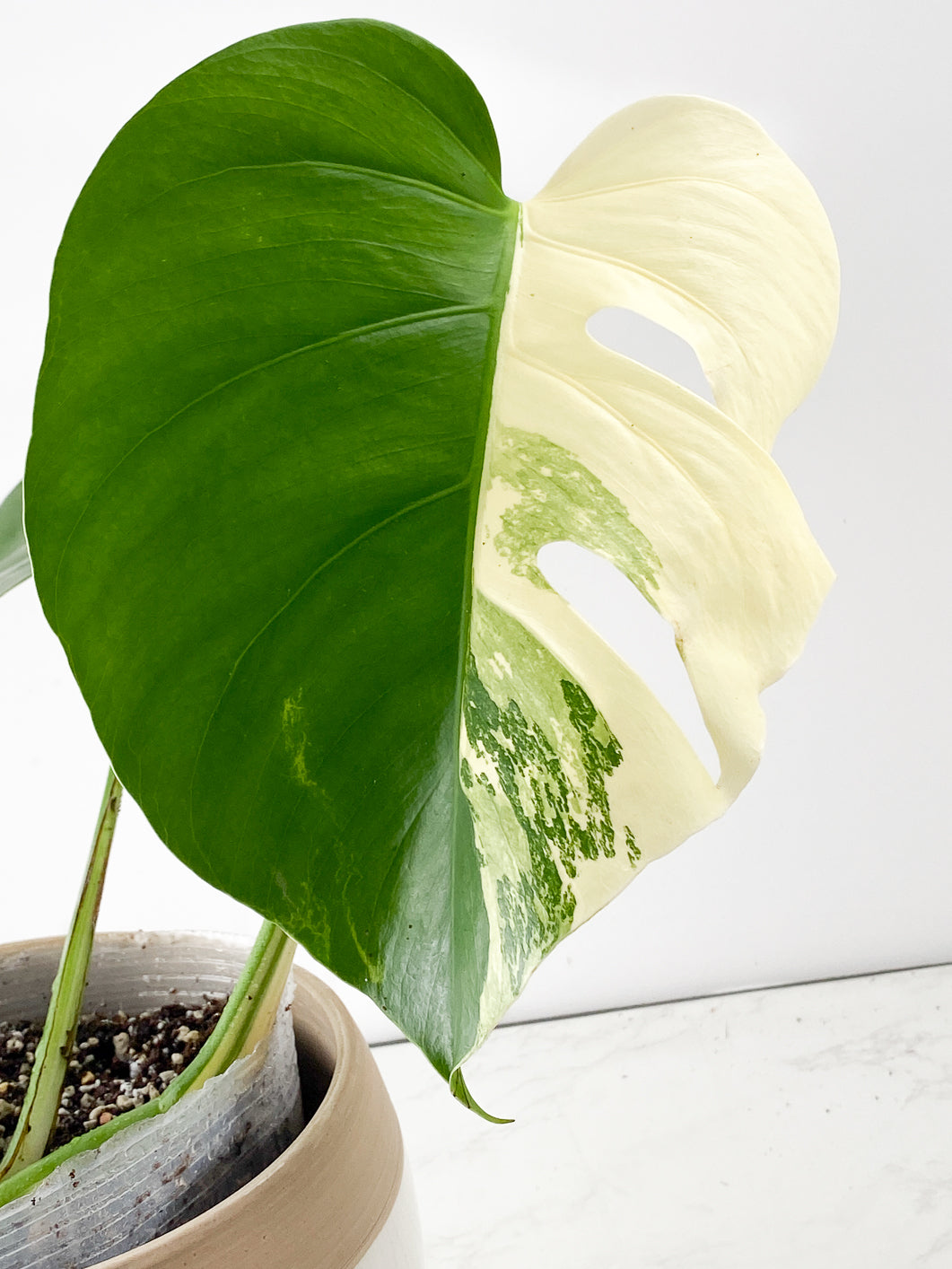 Monstera albo variegata white tiger Japanese  3 leaves Top Cutting Rooted