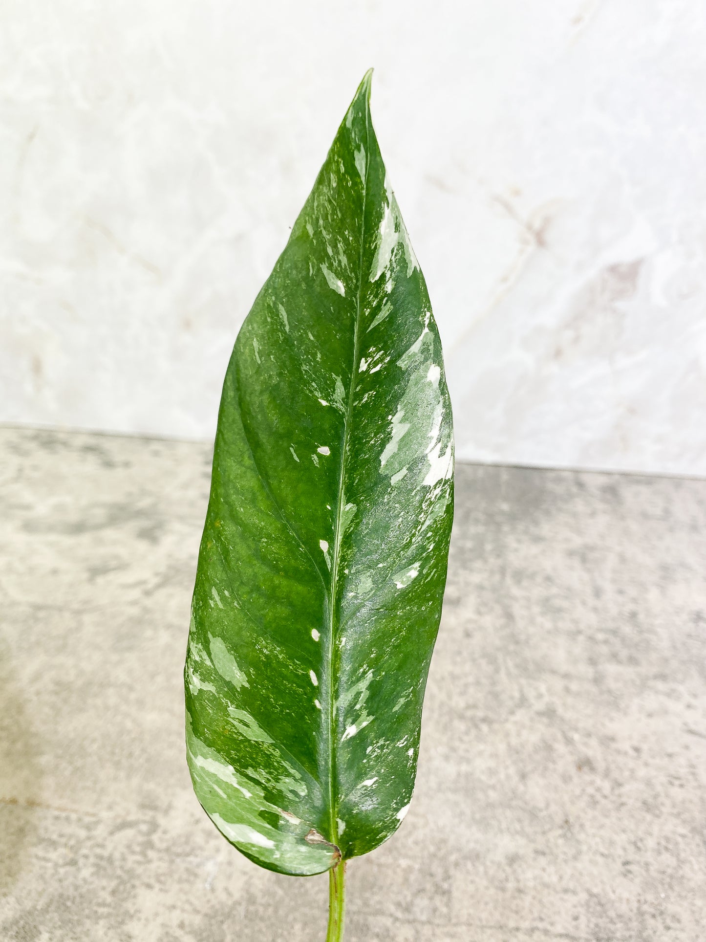 Epipremnum Pinnatum Variegated Rooted 2 leaves