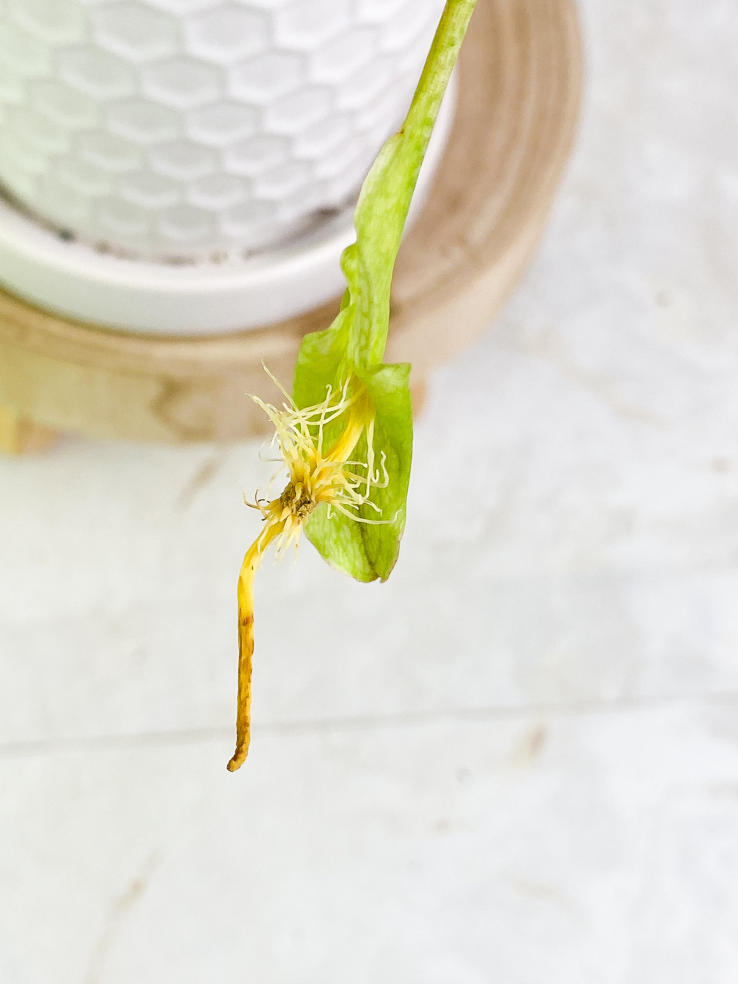 Ulearum donburnsii 2 leaves & 1 Flower Rooted