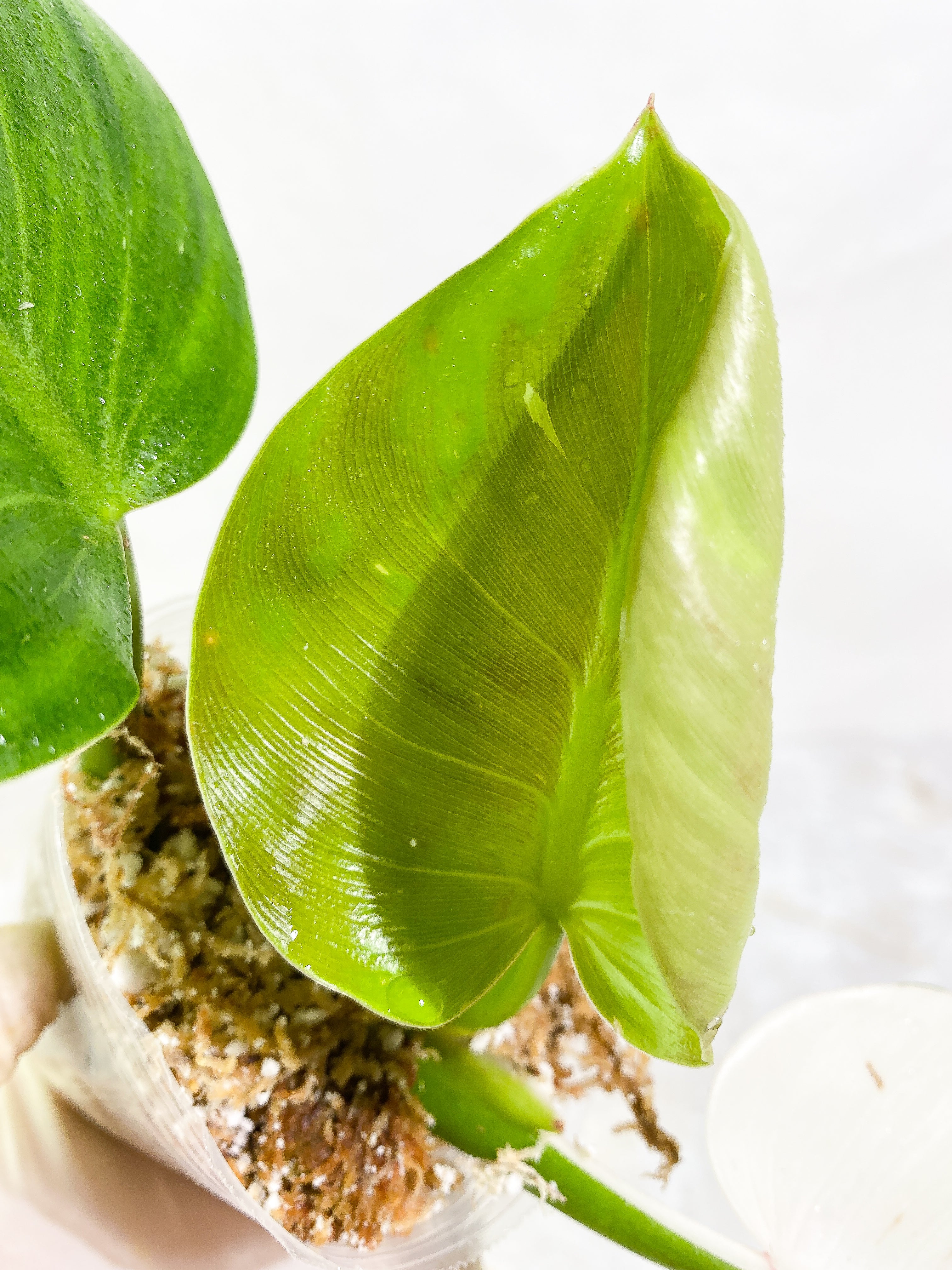 Philodendron White Wizard Rooting 3 leaves Top Cutting half moon