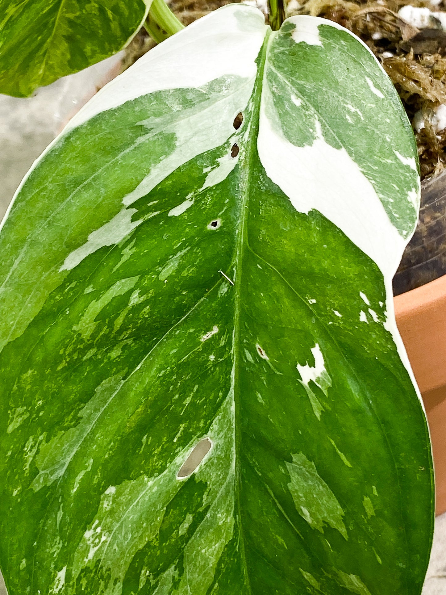 Epipremnum Pinnatum Variegated Rooted 3 leaves  Highly Variegated