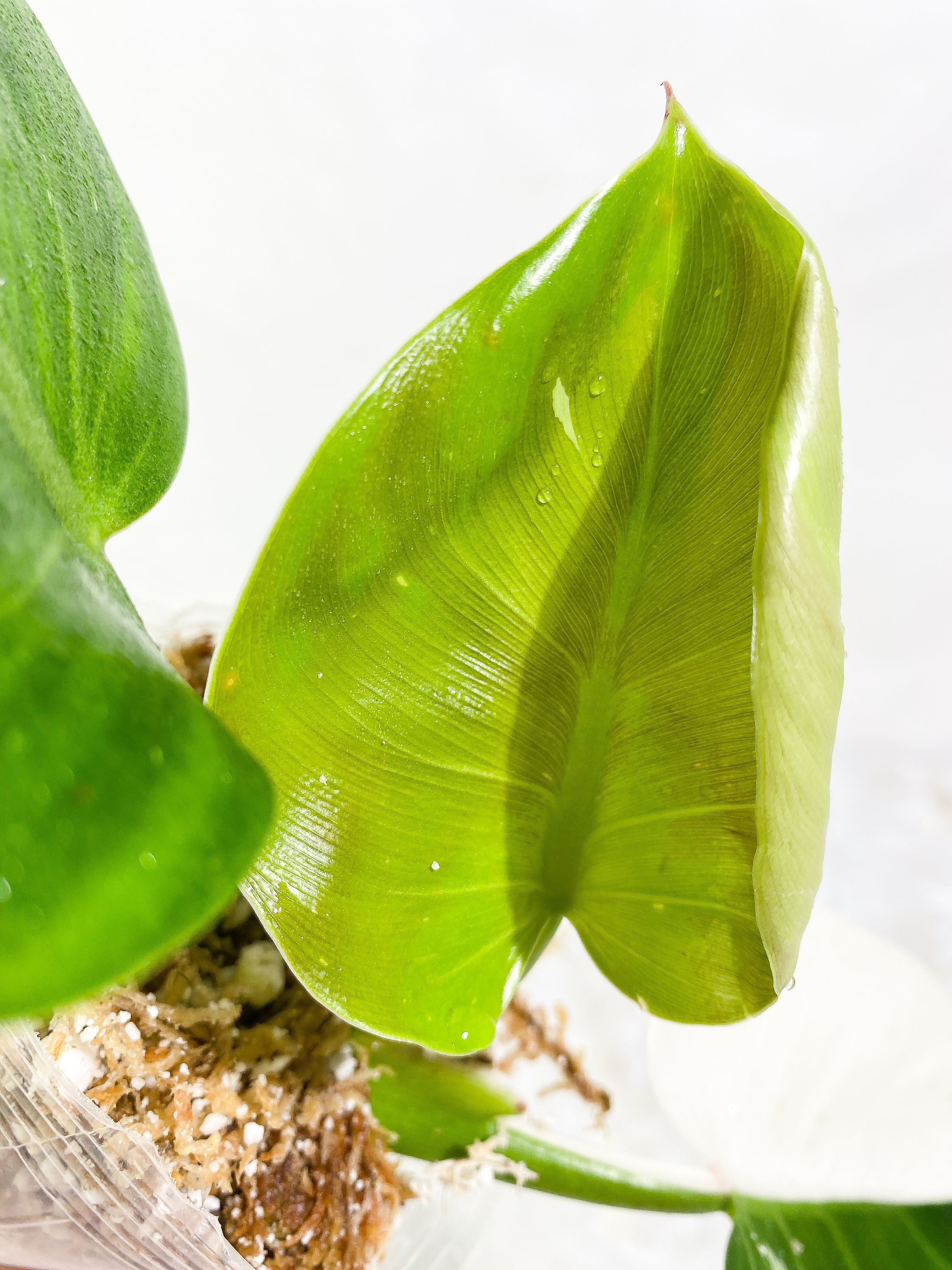 Philodendron White Wizard Rooting 3 leaves Top Cutting half moon