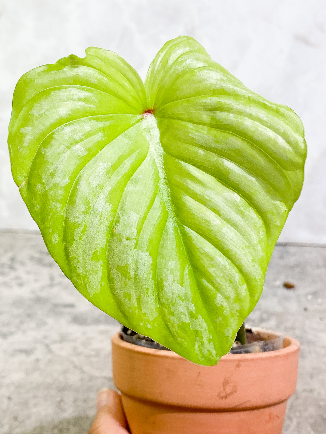 Philodendron Mamei silver cloud 1 leaf fully rooted