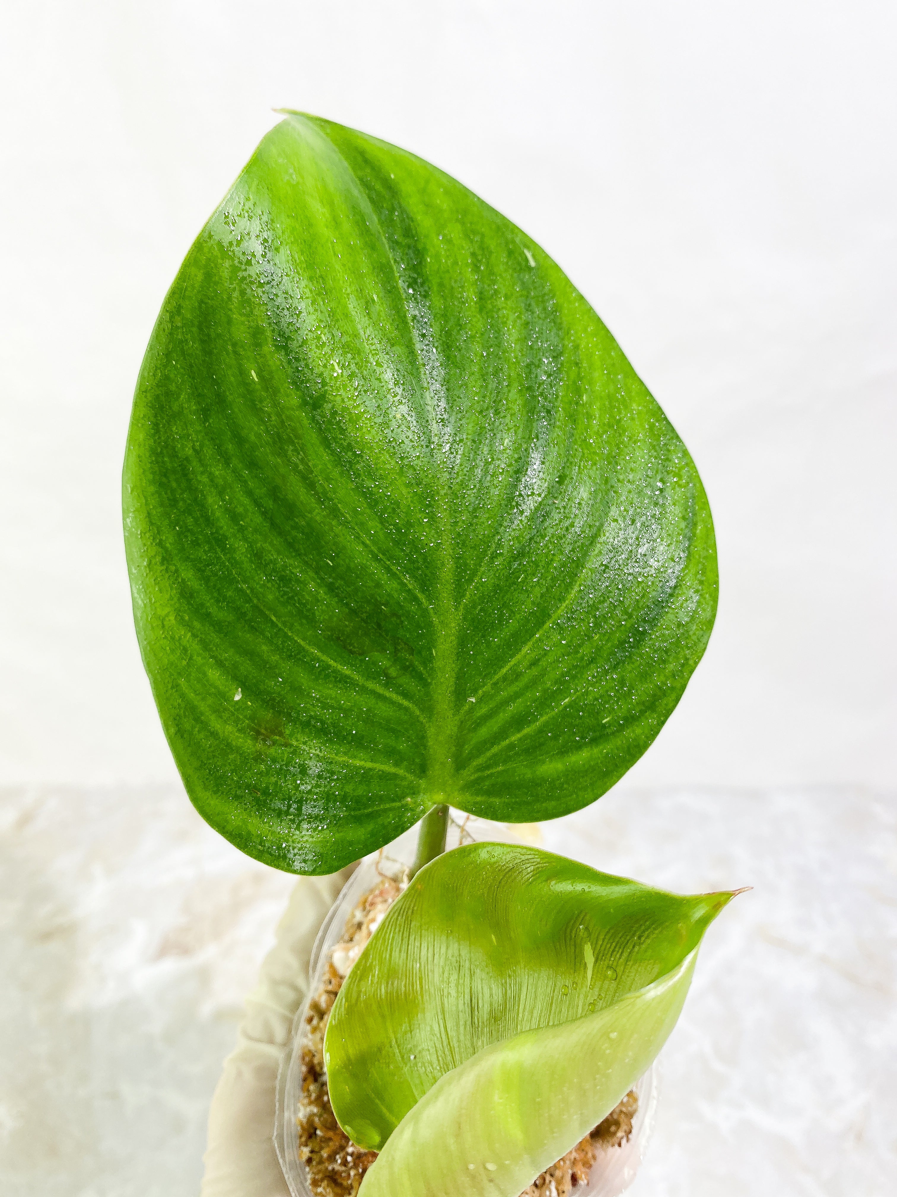 Philodendron White Wizard Rooting 3 leaves Top Cutting half moon