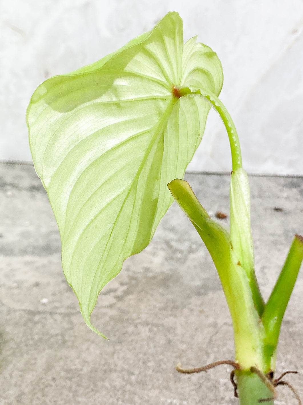 Philodendron Mamei silver cloud 1 leaf fully rooted