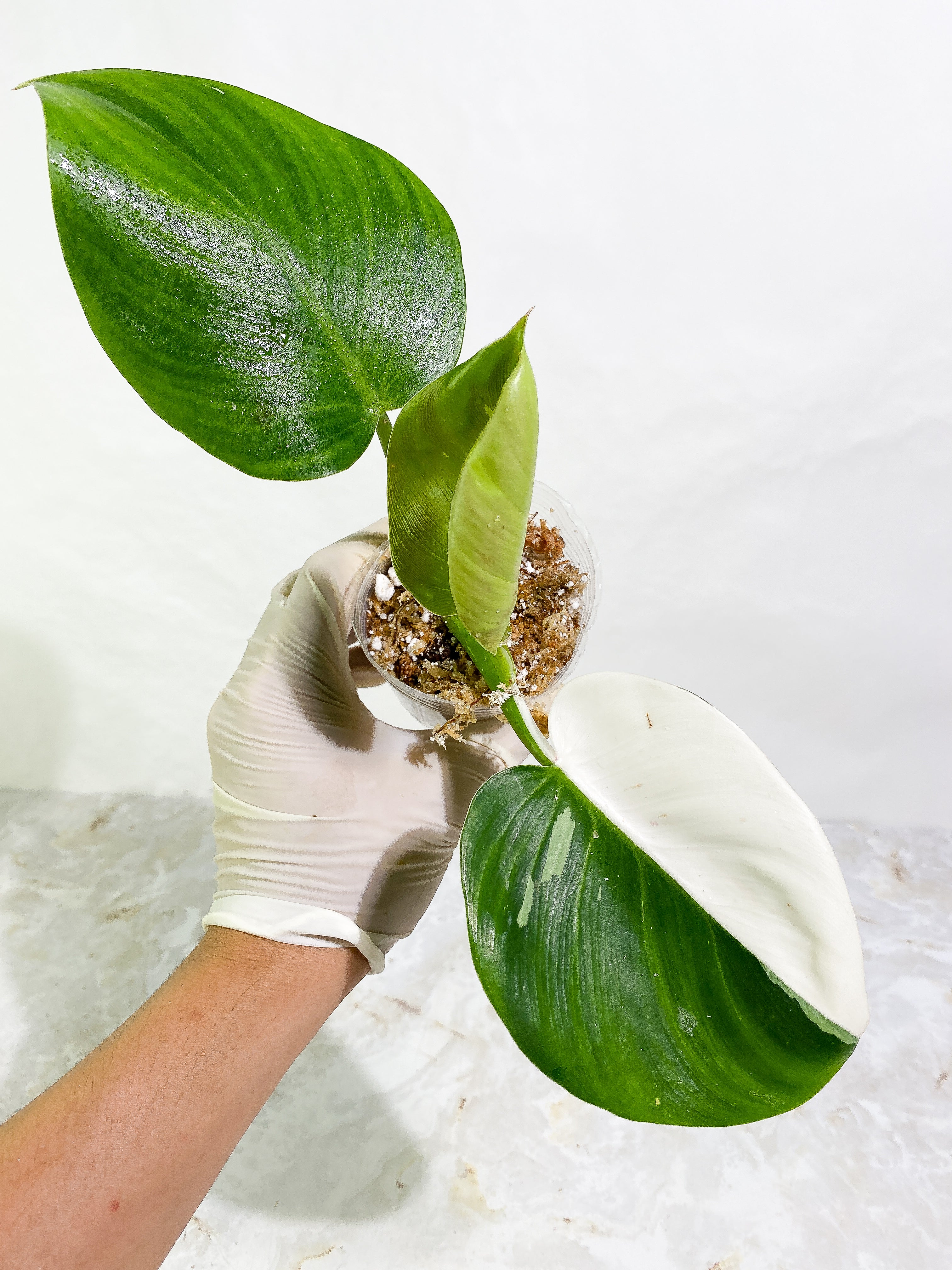 Philodendron White Wizard Rooting 3 leaves Top Cutting half moon