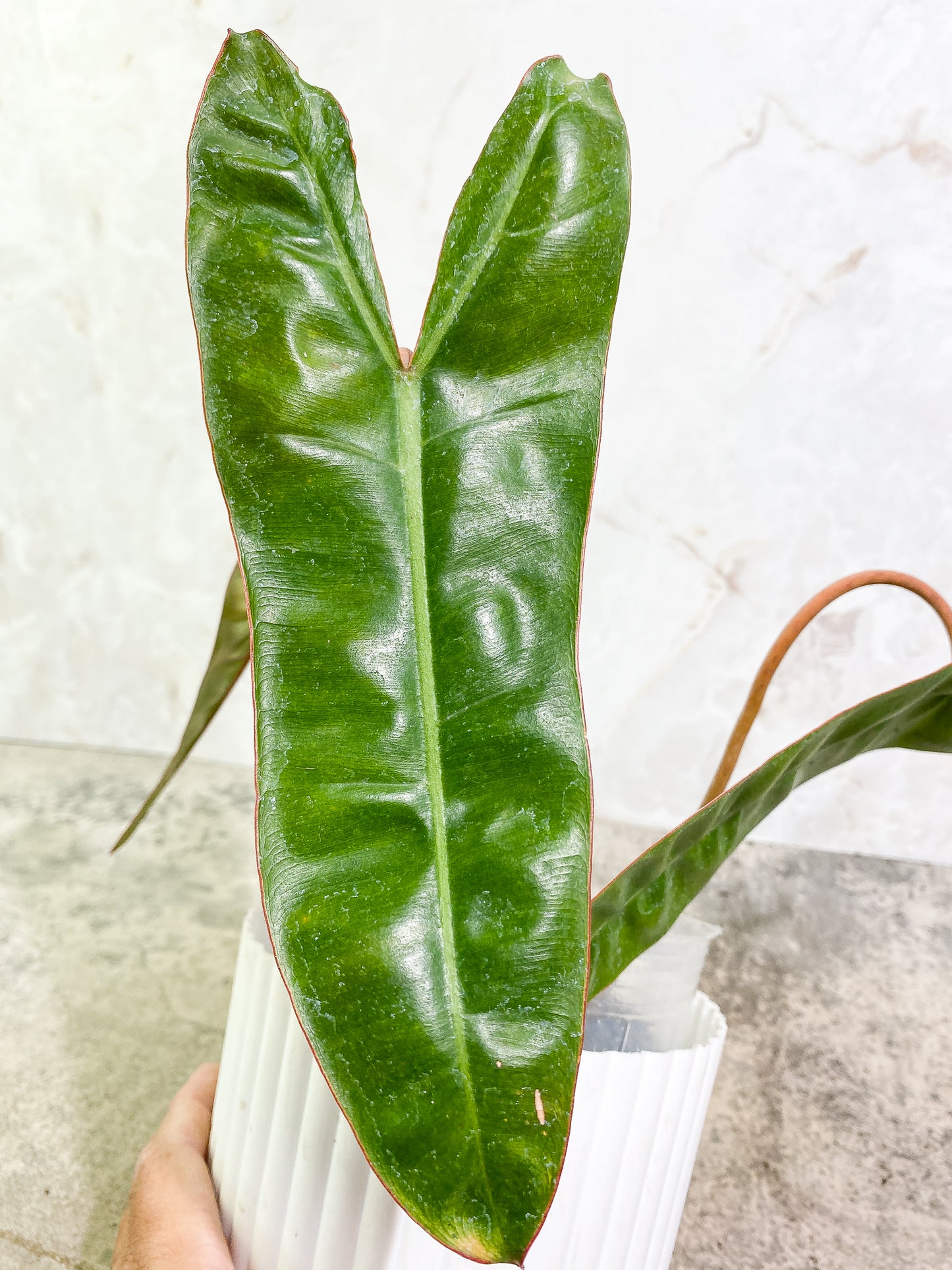 Philodendron Billietiae  3 leaves rooted