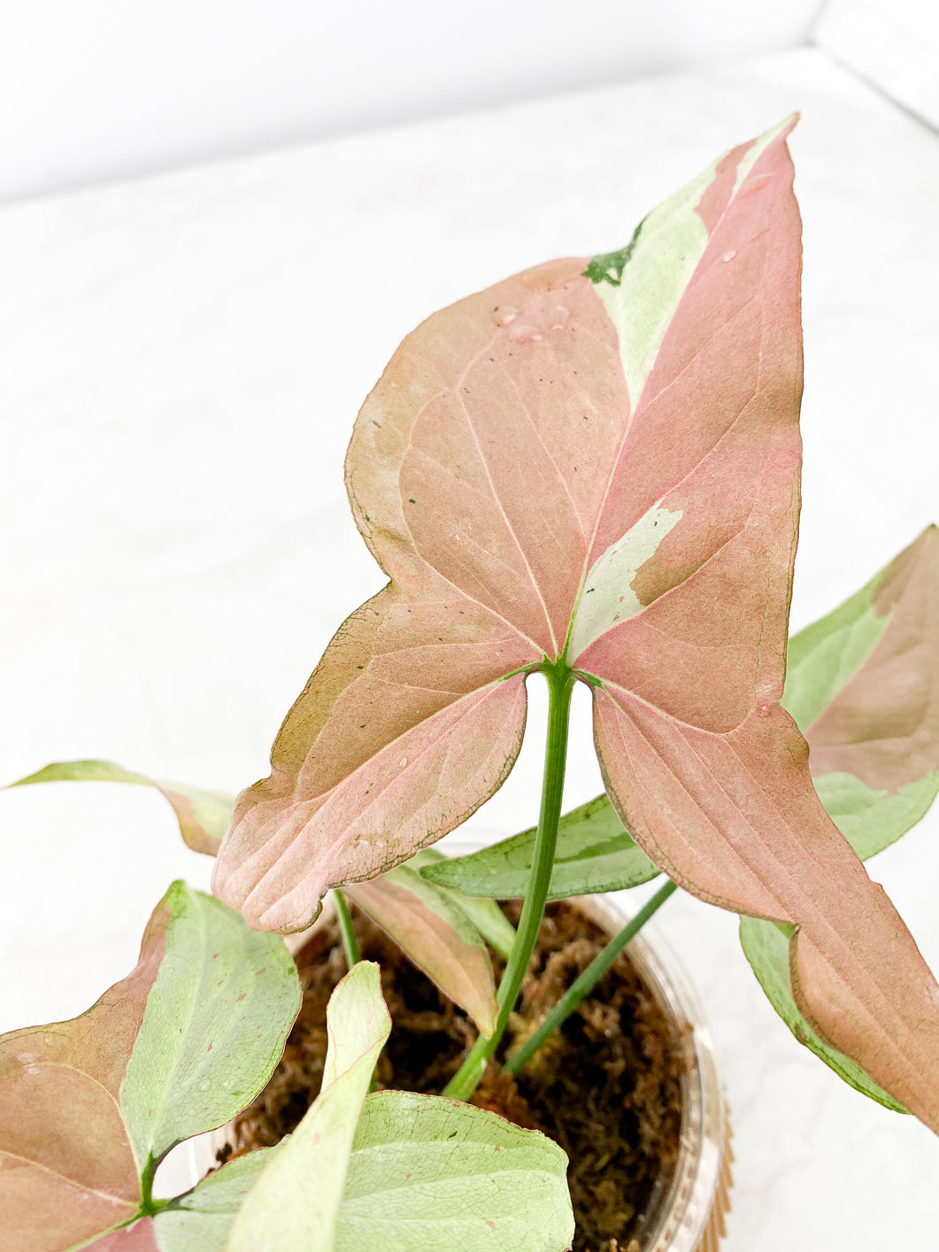 Syngonium Pink Salmon Tricolor (strawberry milk) Rooted