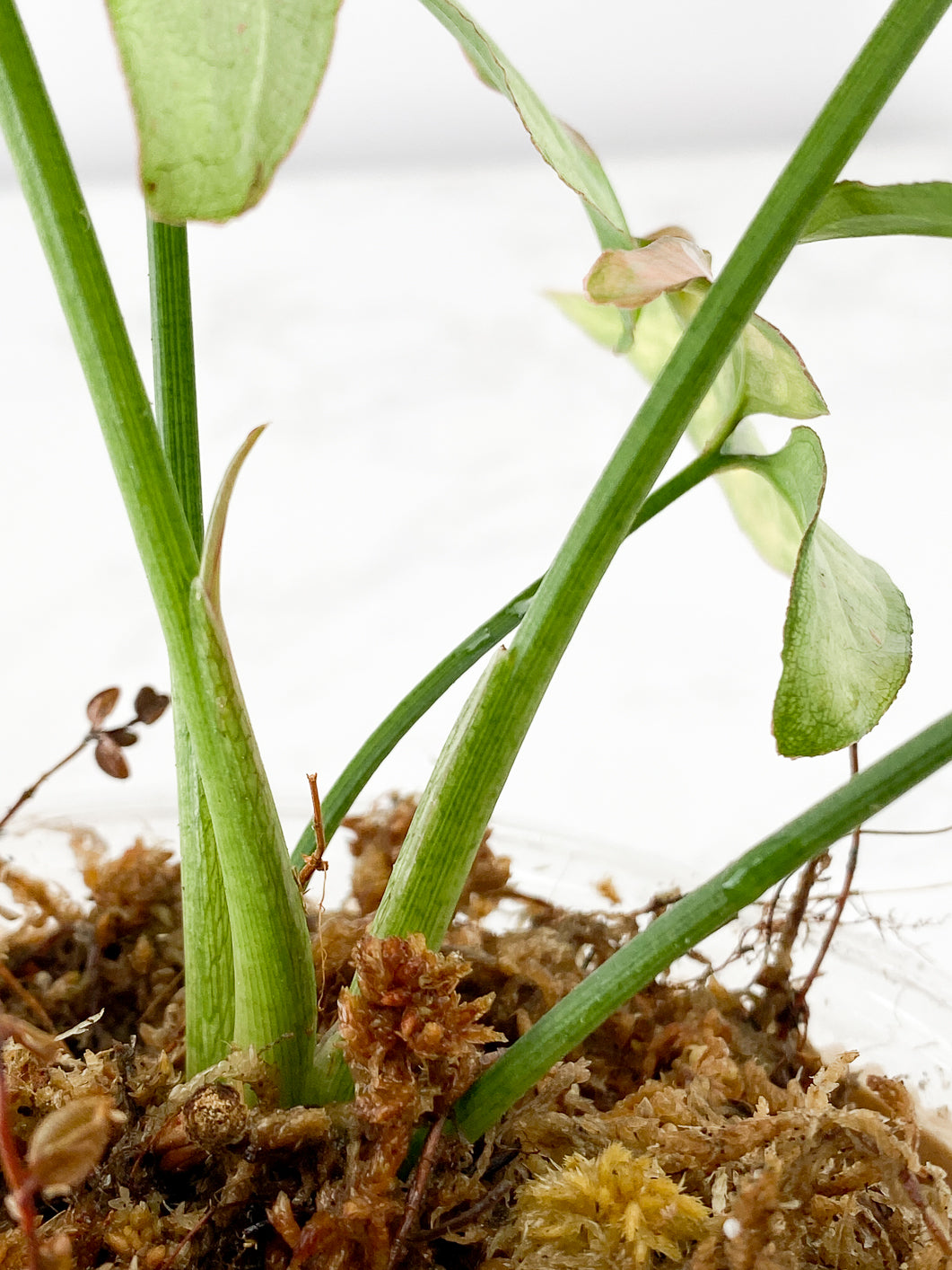 Syngonium Pink Salmon Tricolor (strawberry milk) Rooted