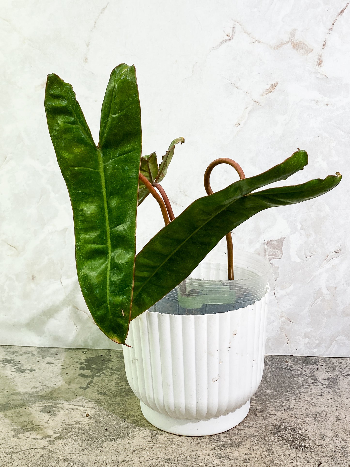 Philodendron Billietiae  3 leaves rooted
