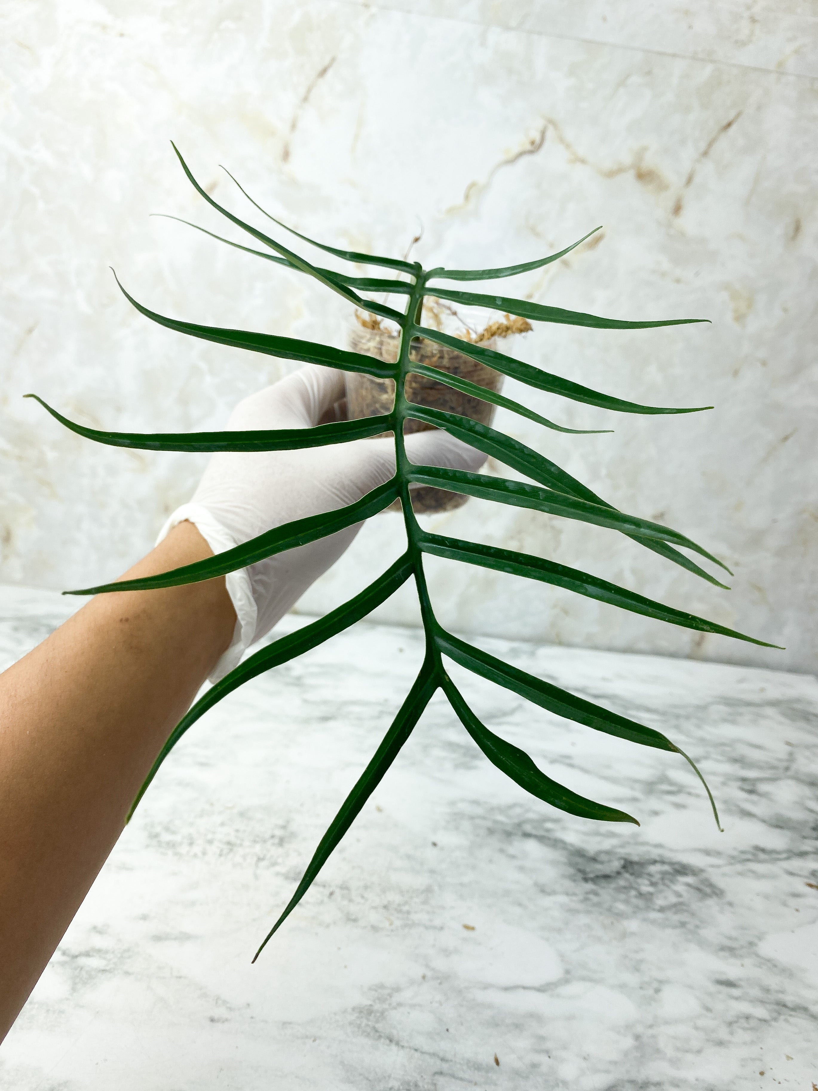 Philodendron Tortum Narrow Form Rooting cutting